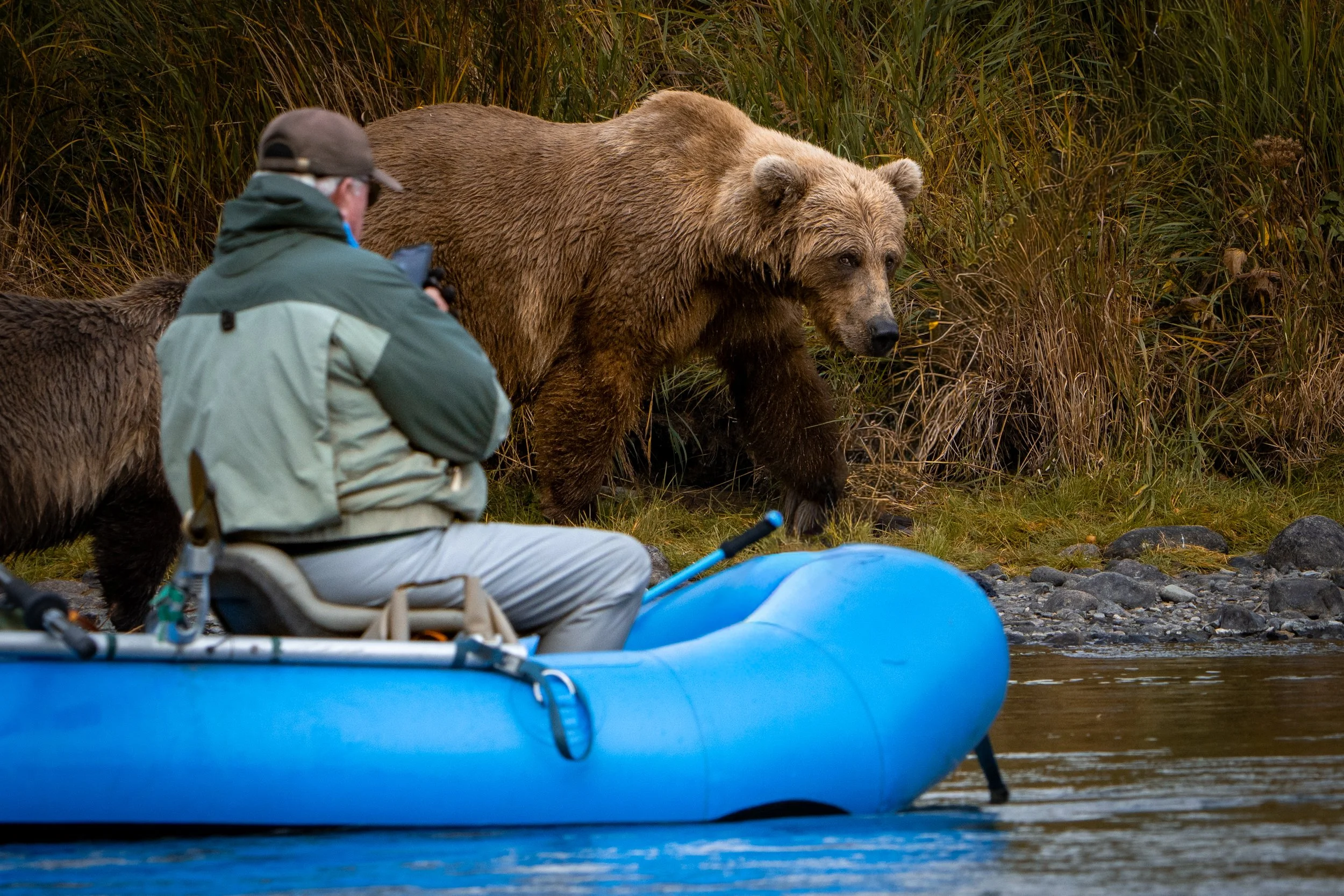 Rafting among Alaska brown bears