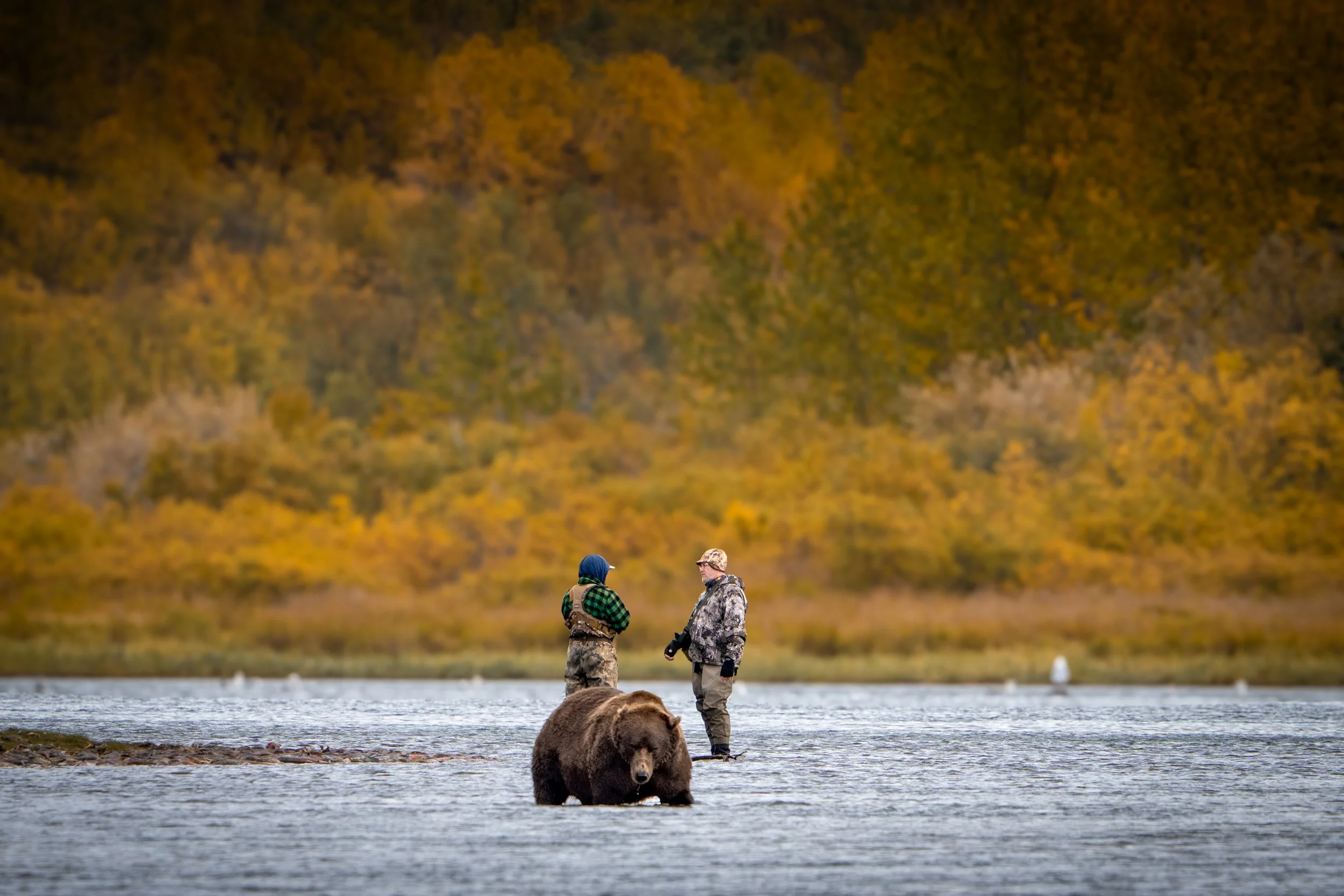 Ground-level Brooks River bear viewing