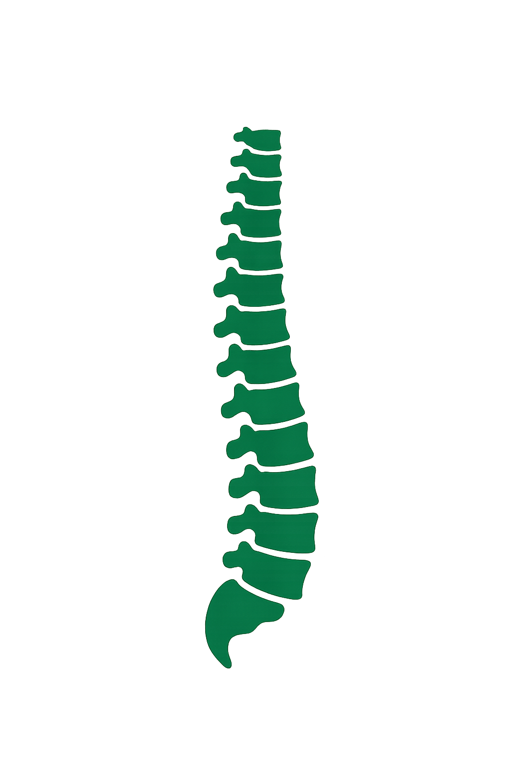 Illustration of a human spine, showing its vertebrae in side profile with labels.