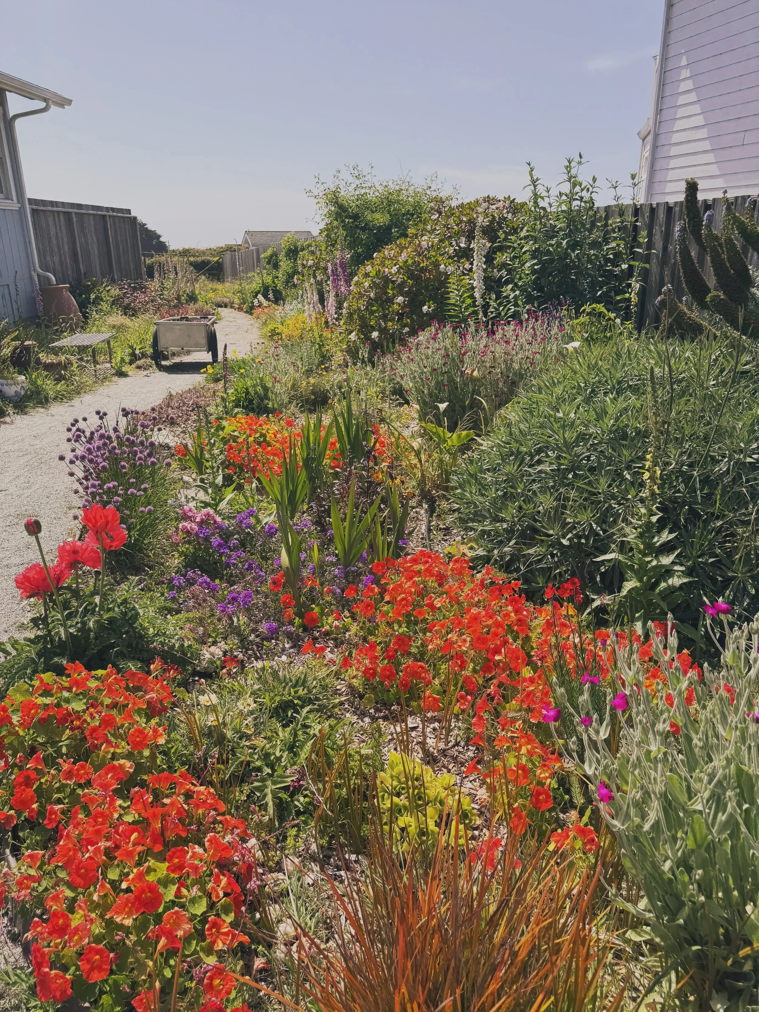 Coastal Garden