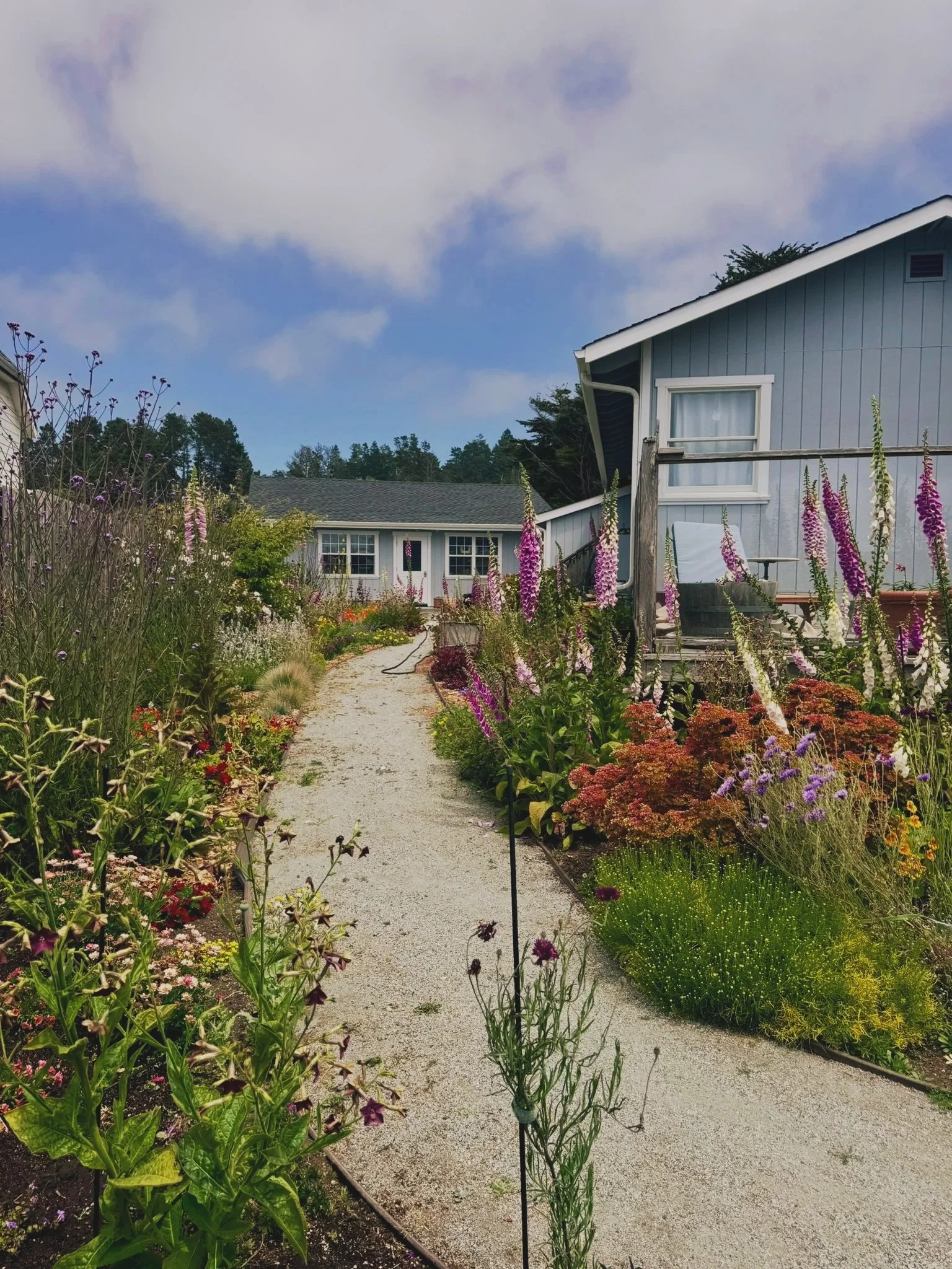 Backyard Coastal Garden (pt.2)