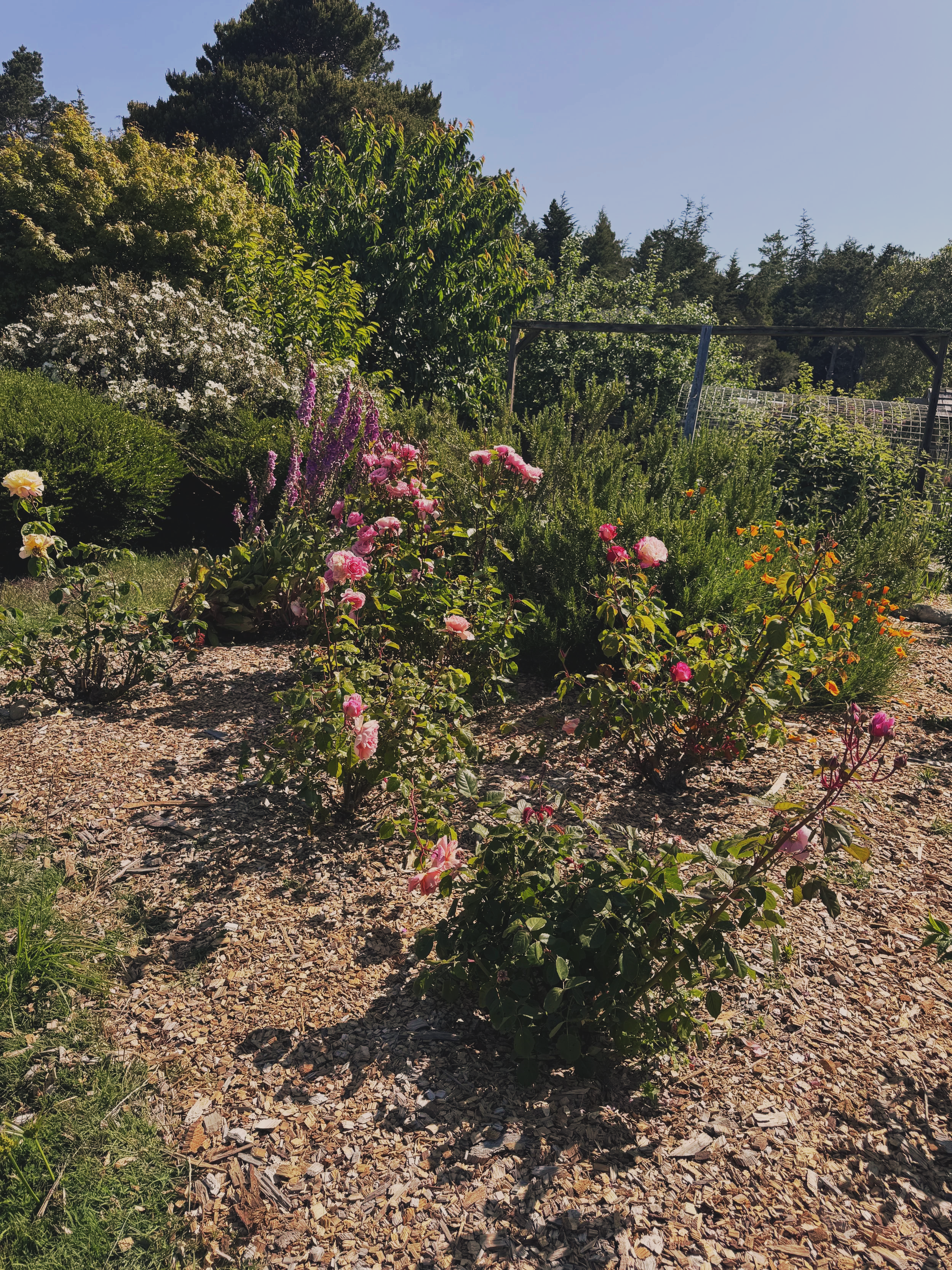 Little Lake Rose Garden