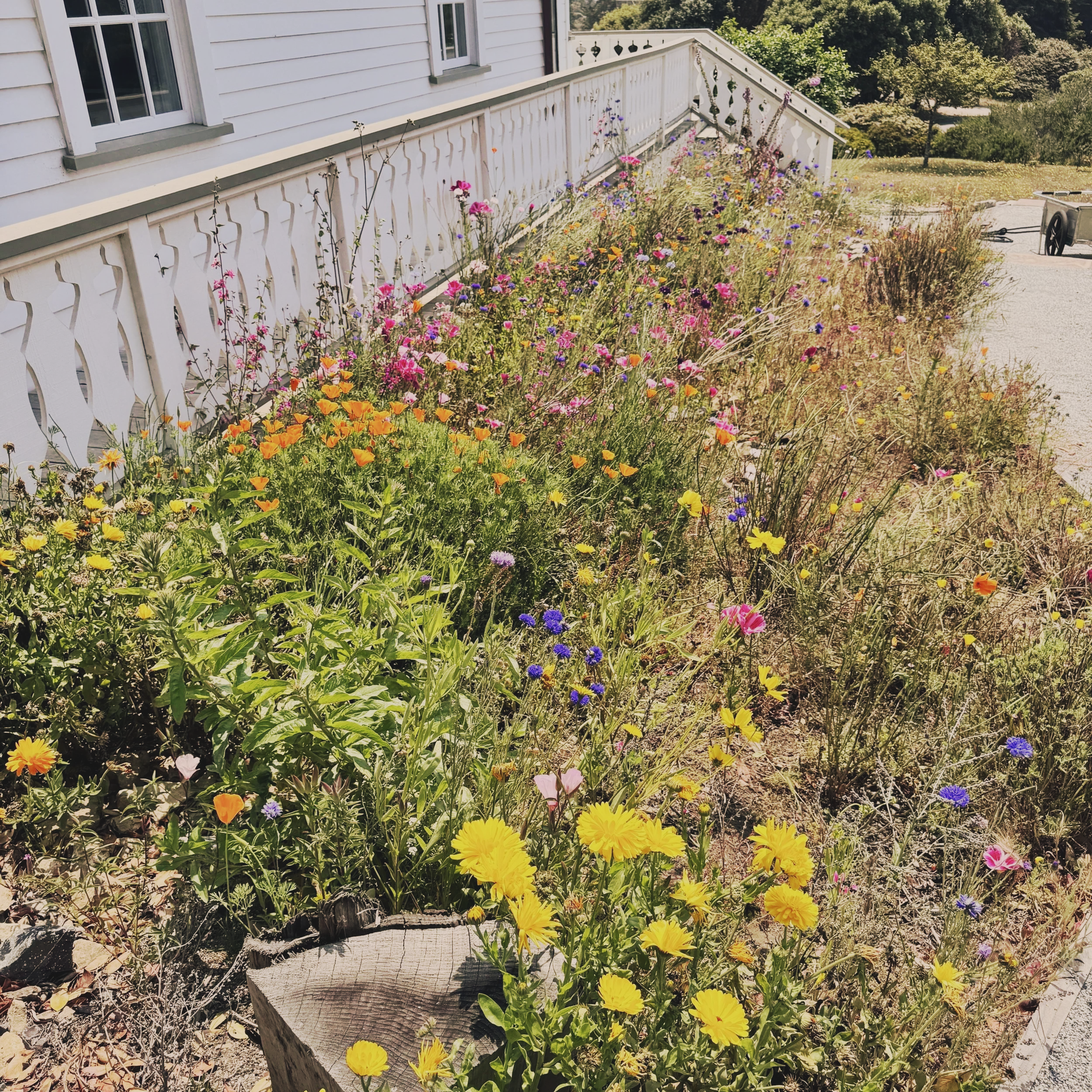 Mendocino Wildflower Garden