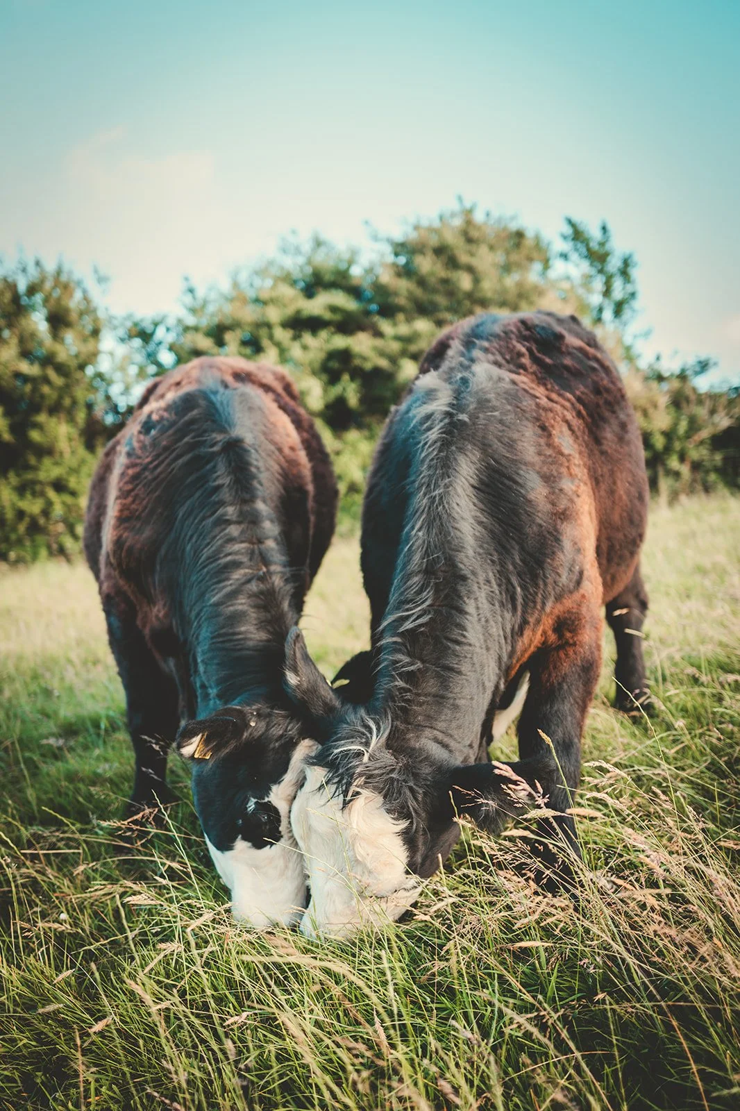 Trevayne Farm BBQ Box