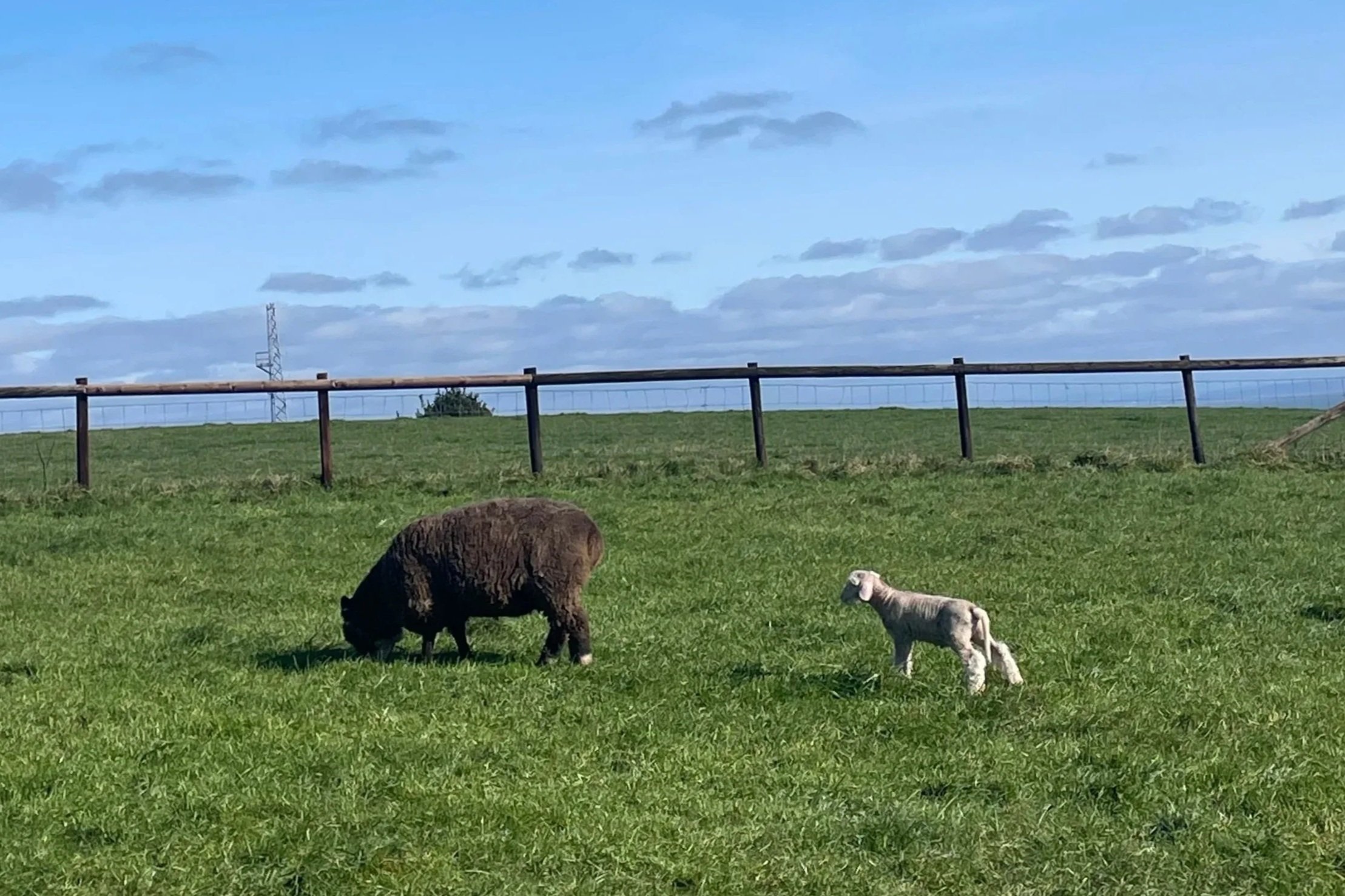 Spring ‘26 in the Meadows