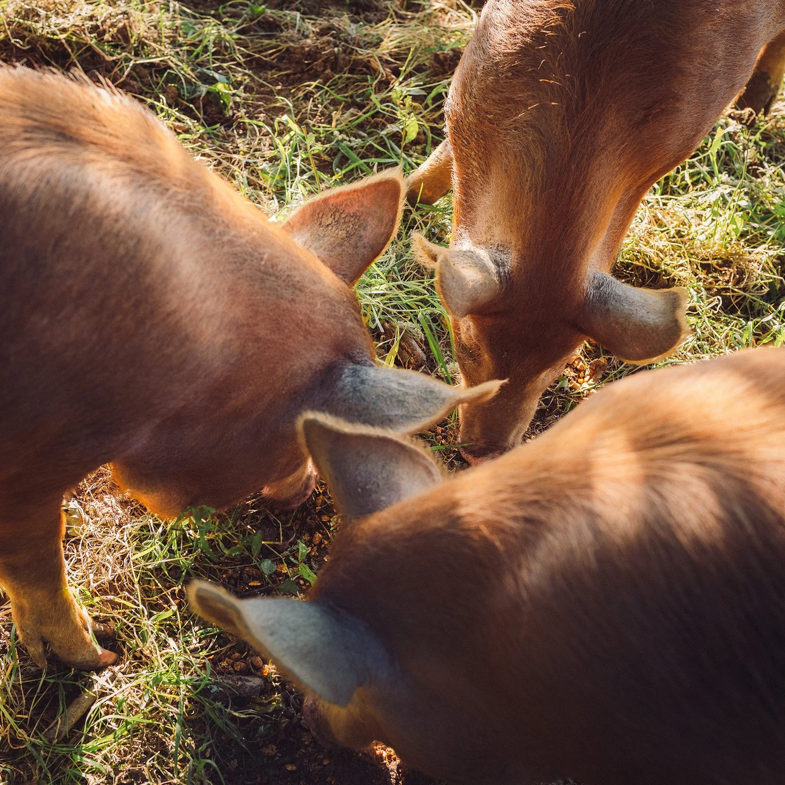 Trevayne Farm Winter Pork Roast