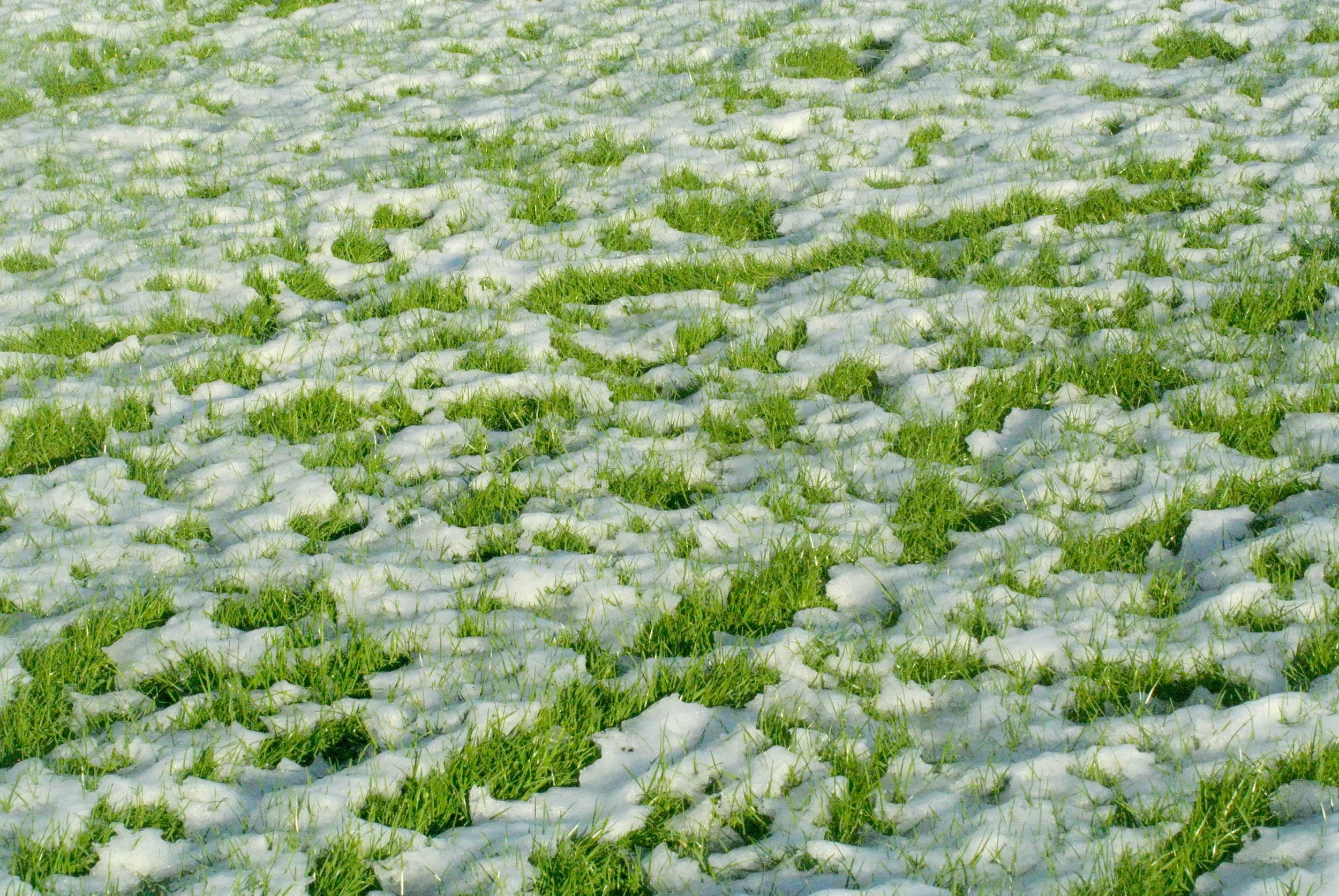 Winter ‘25/26 in the Meadows
