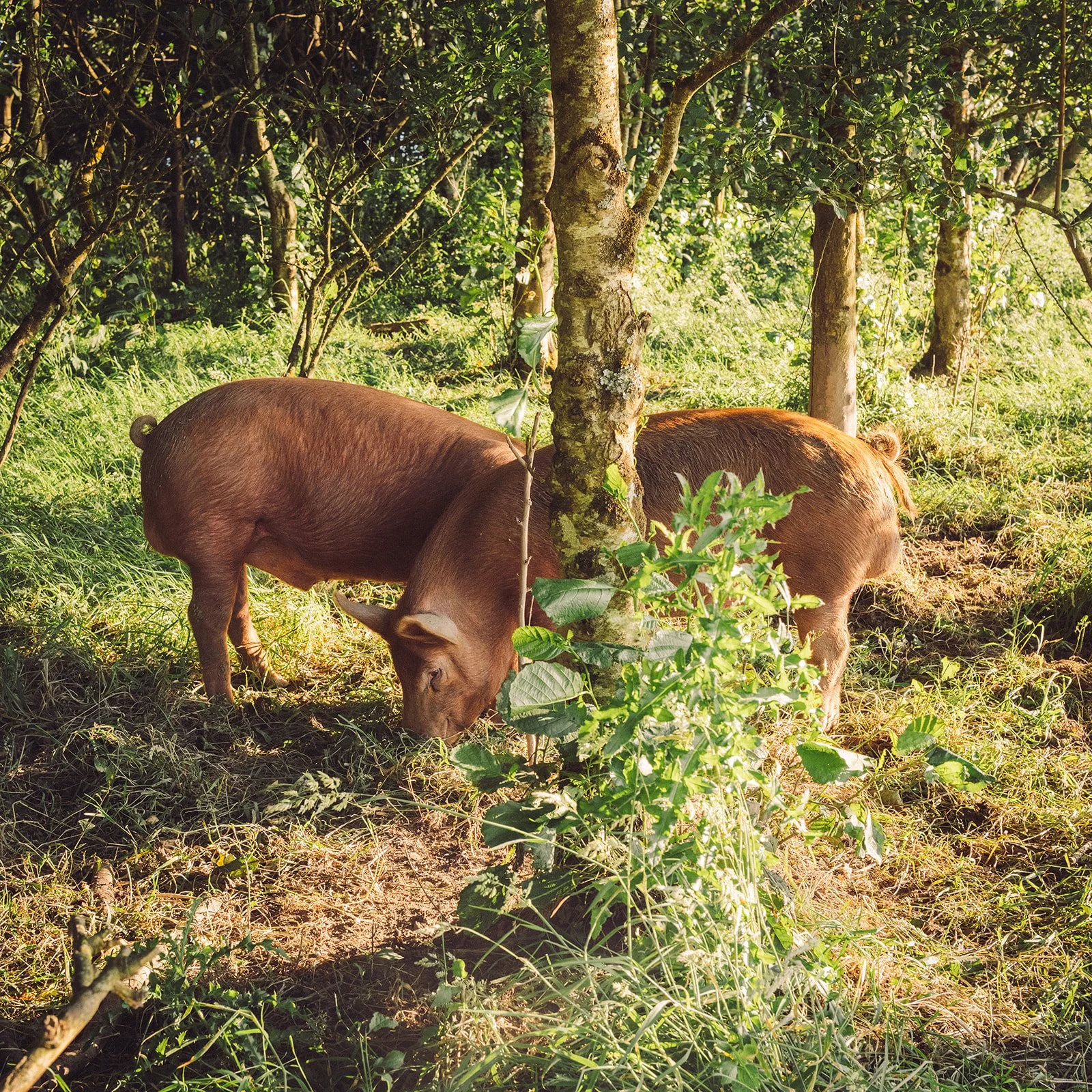 Trevayne Farm Pork Box