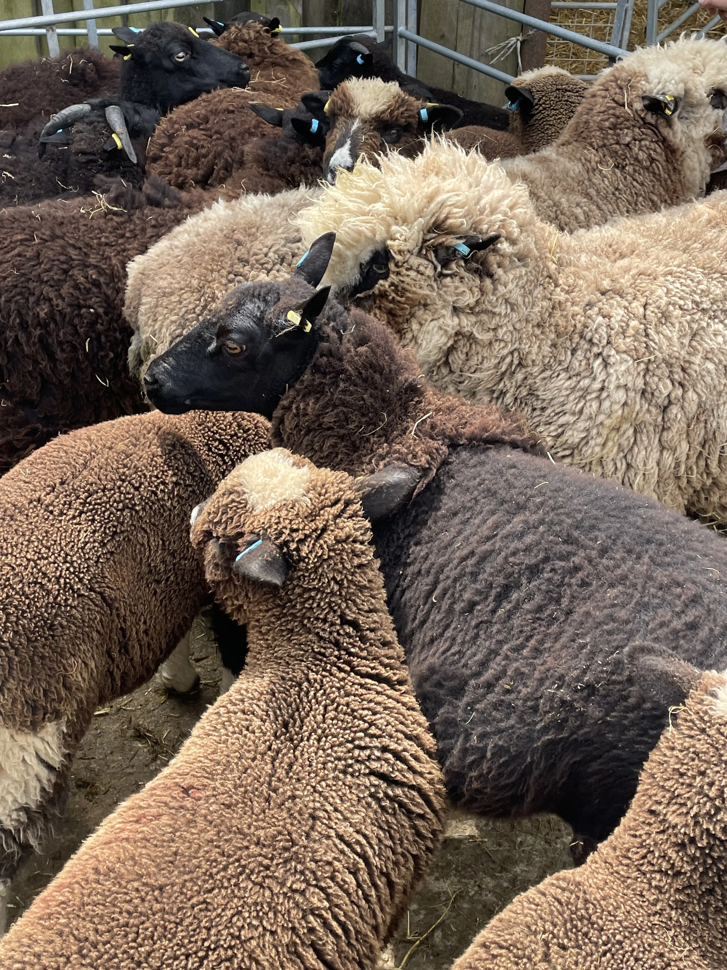 A herd of sheep huddled together in a pen, with various woolly and curly coats and some wearing ear tags.