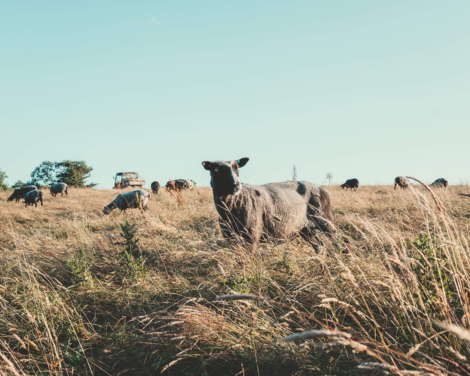 Pre Order February Trevayne Farm Half Lamb Box