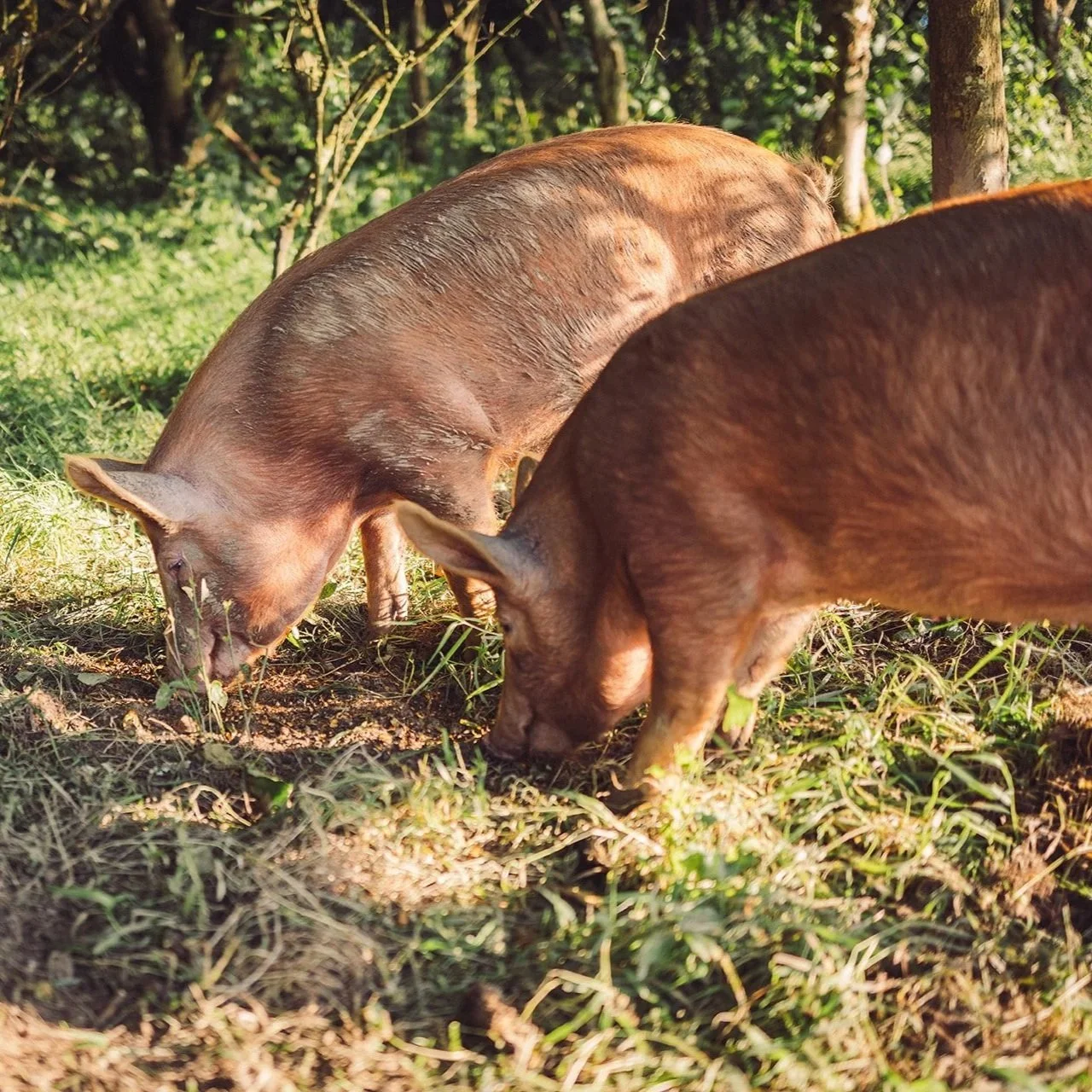 Trevayne Farmhouse Pork Sausages