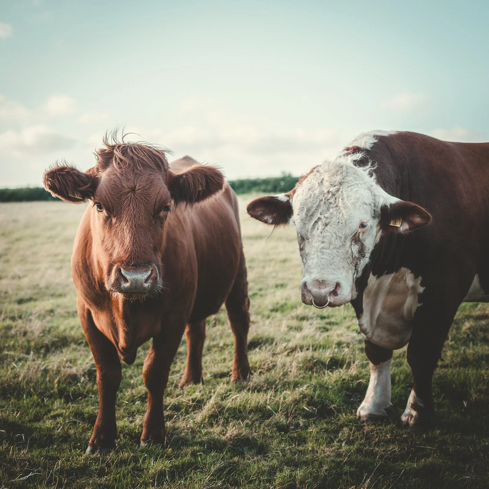 Trevayne Farm Beef Box
