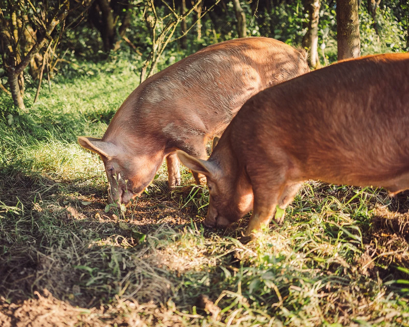 A landscape view of rolling green hills with modern houses, snow-capped mountains in the background, and a cloudy sky overhead.