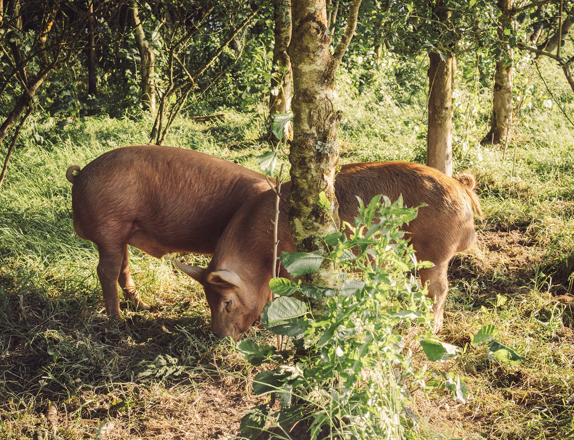 Trevayne Farm Gammon Joints