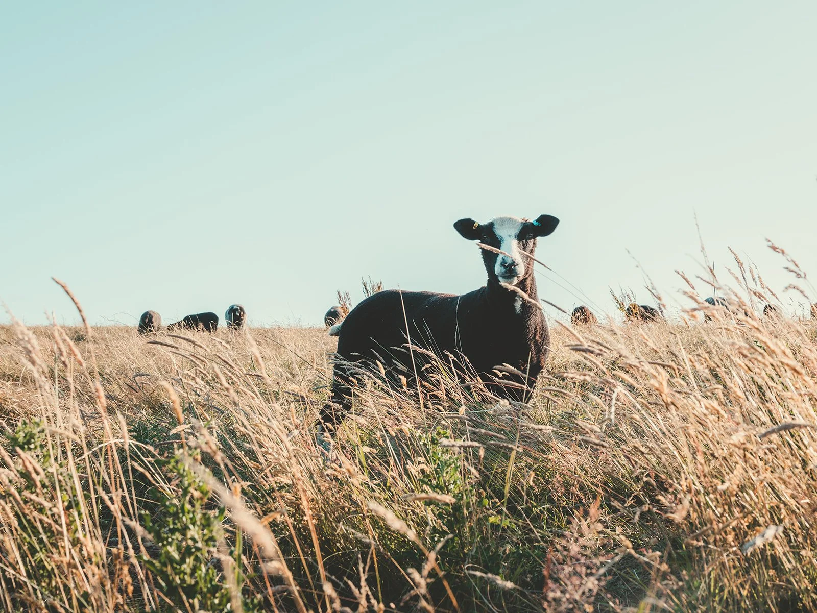 Trevayne Farm Lamb Cawl Box