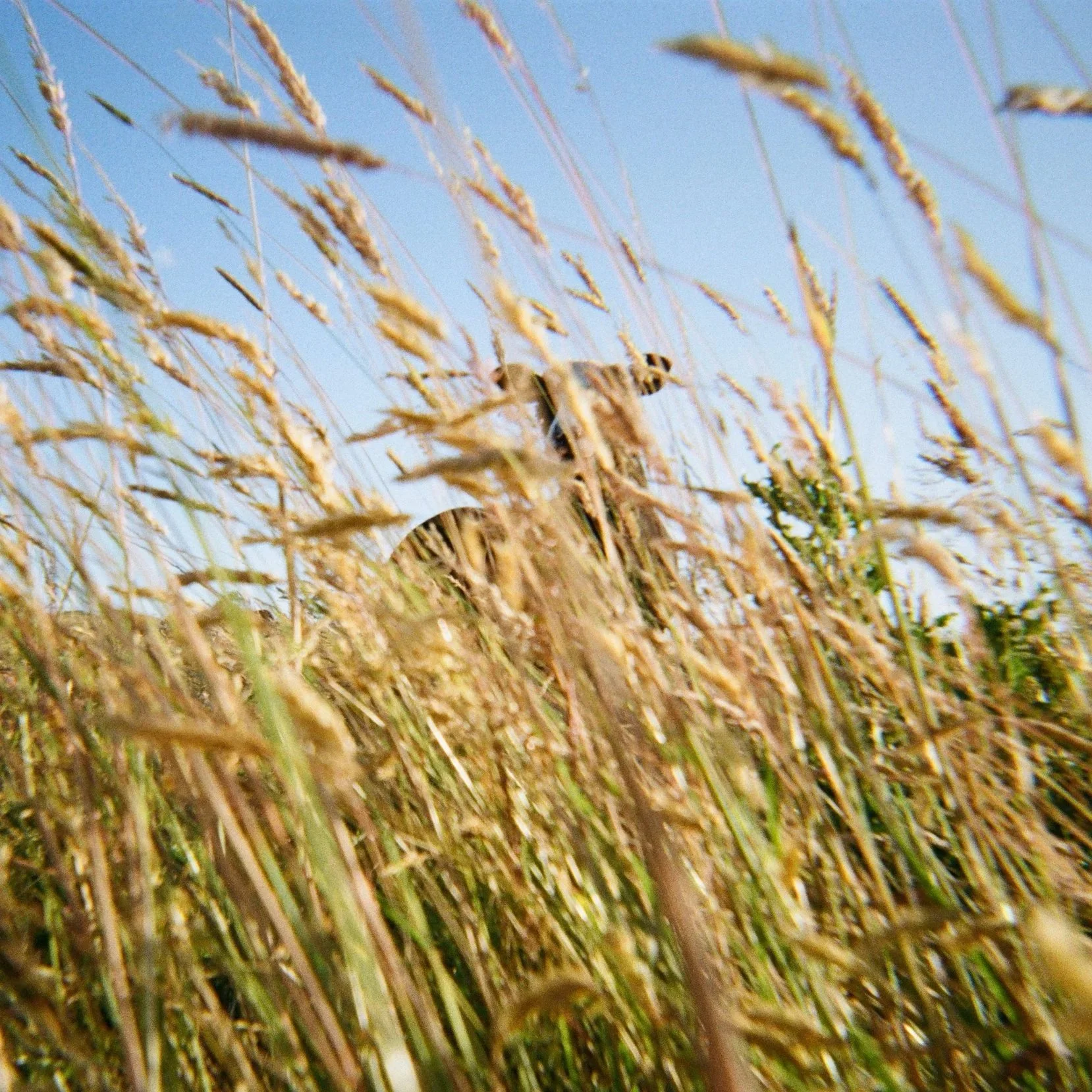 Gift a Quarter Lamb Box