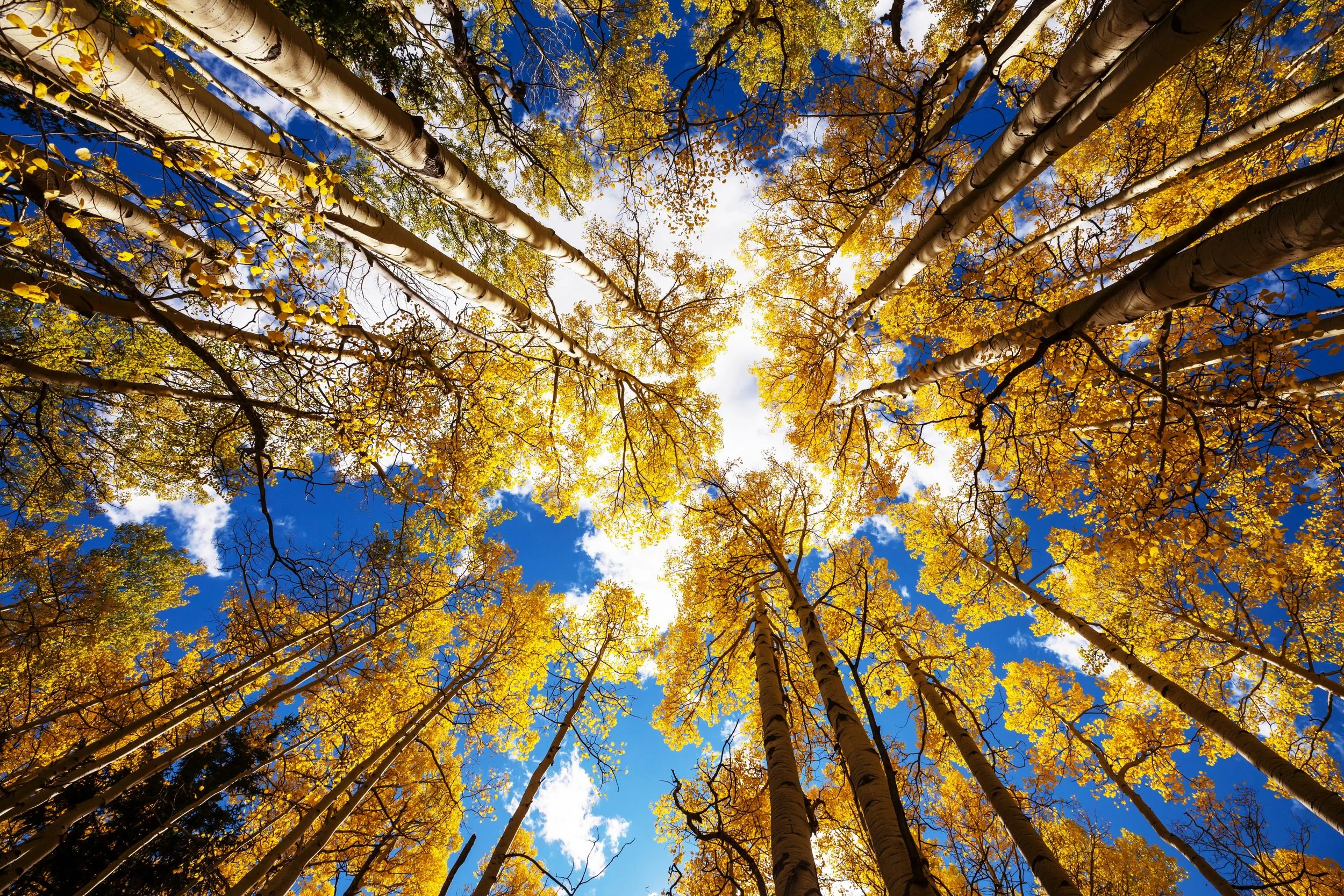 One Trait at a Time: Look Up to Honor God