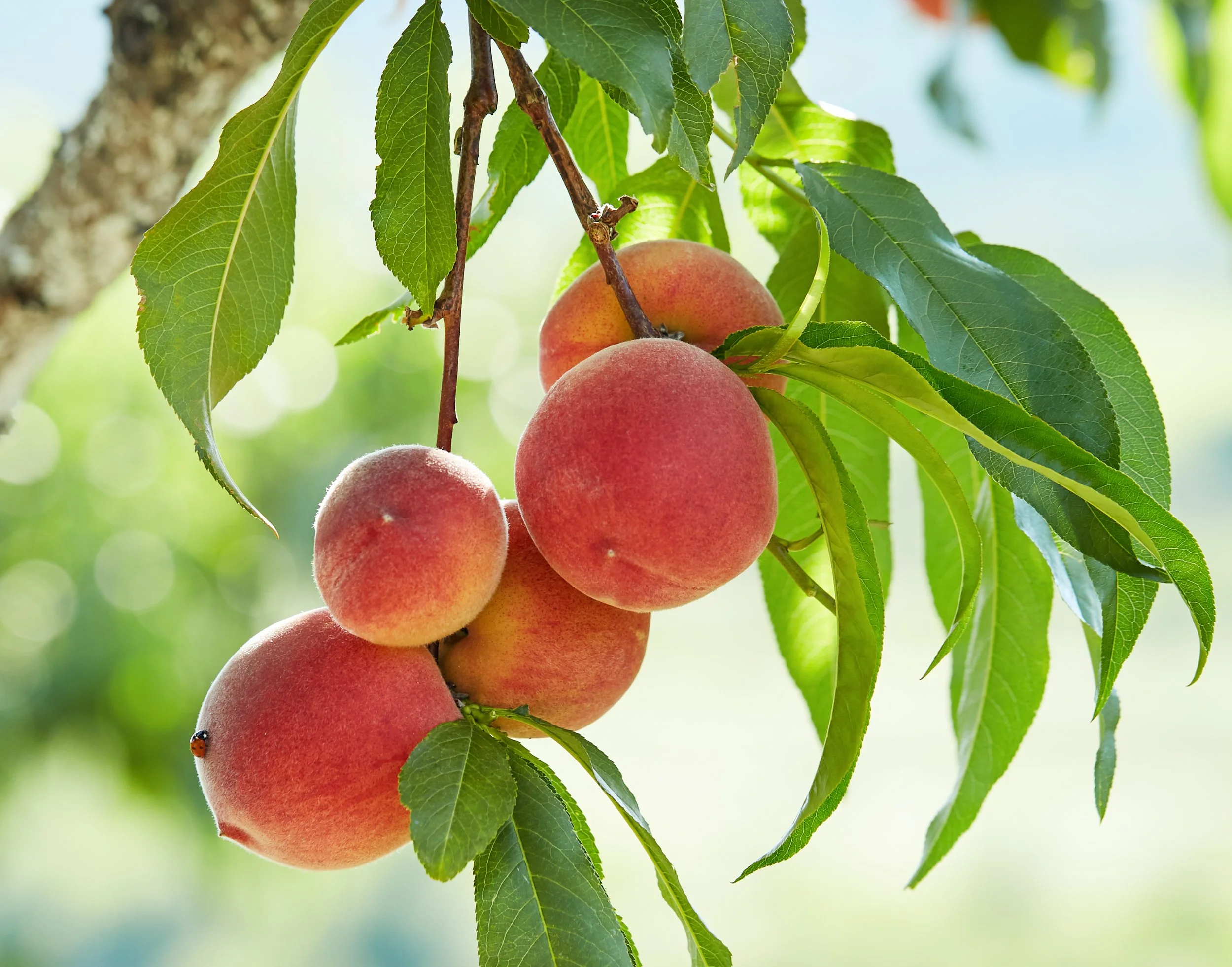 One Trait at a Time: What My Peach Trees Taught Me About Growth