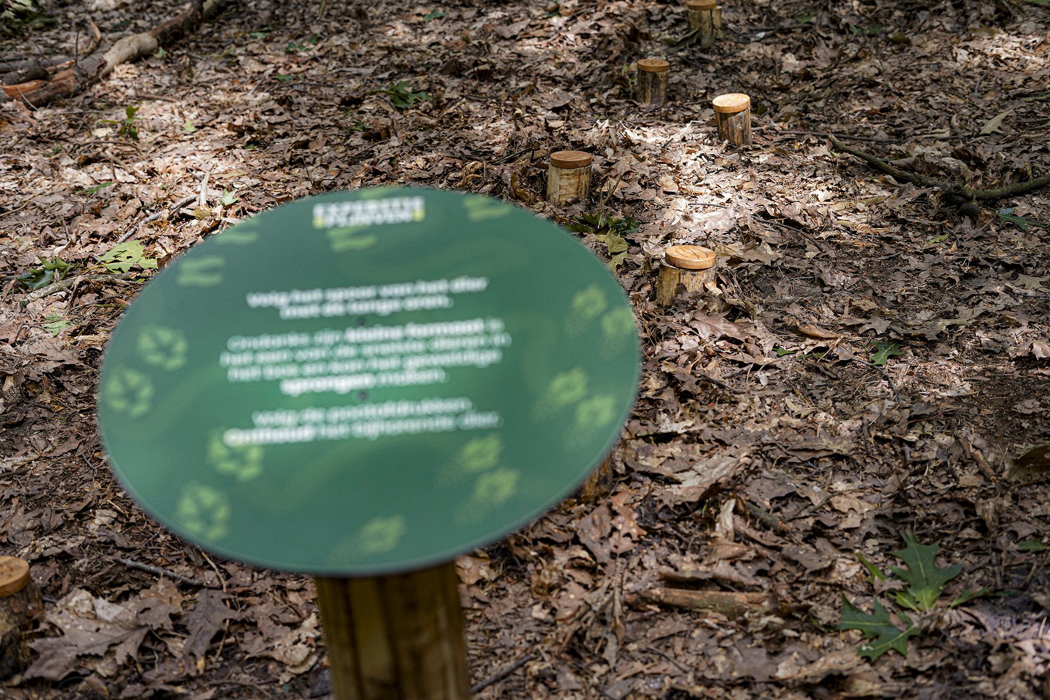 Wooden stepping stones on a forest floor covered with leaves.