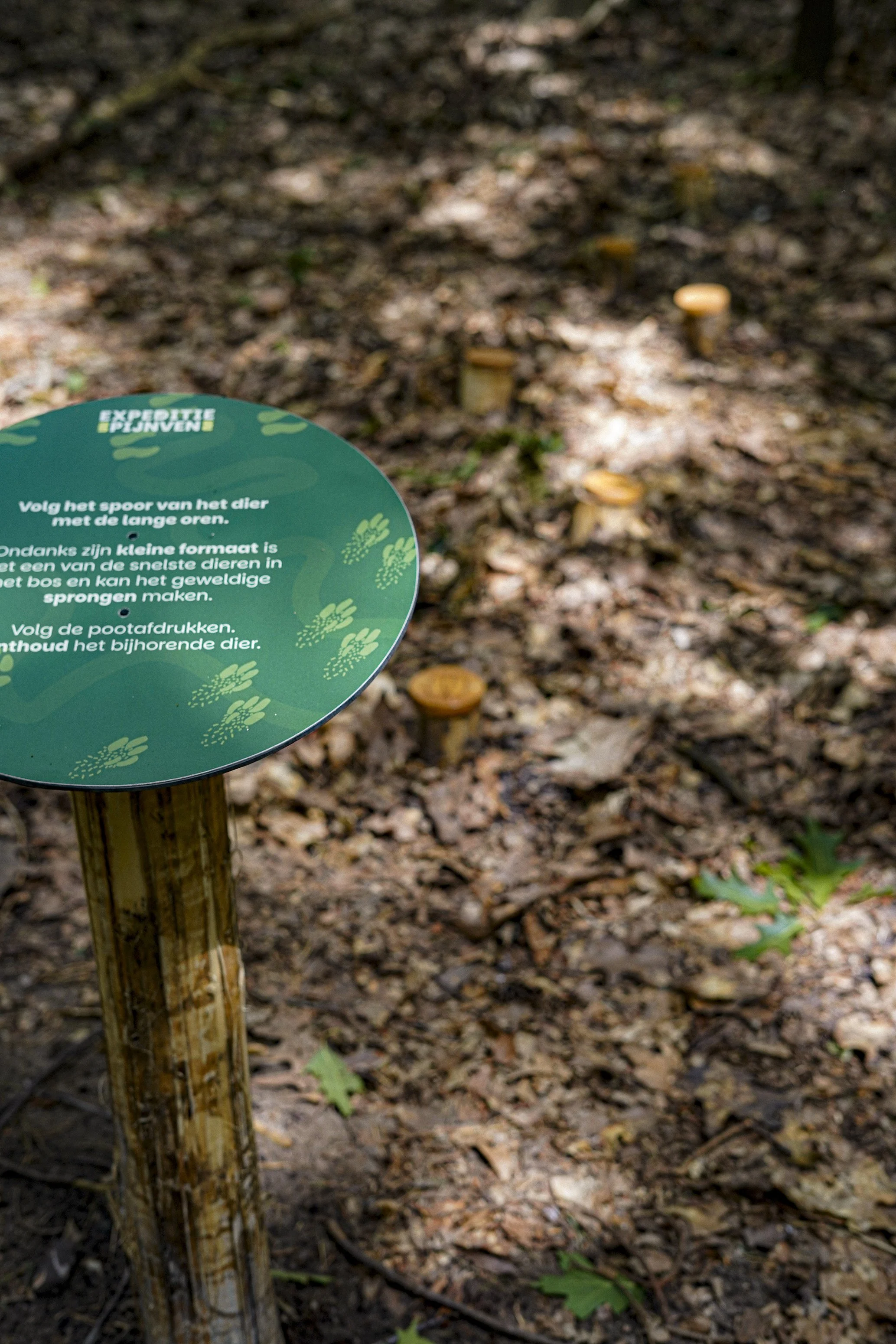 A trail sign on a wooden post in a forest setting, with the ground covered in leaves and small mushrooms growing.