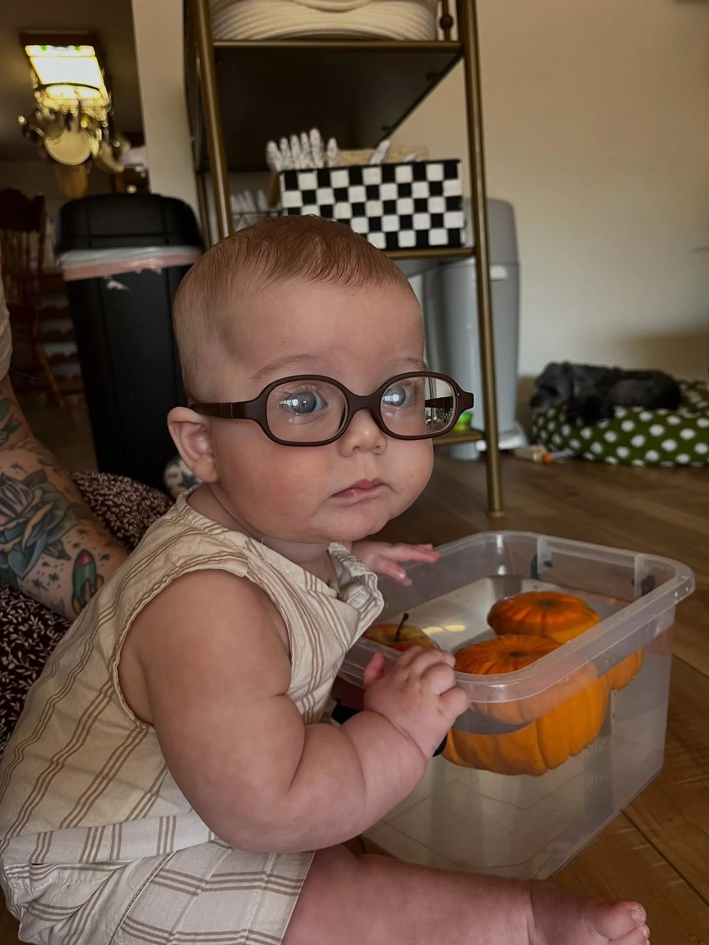Pumpkins and apples in water for a sensory experience this morning. Learning new adjectives like &ldquo;wet&rdquo; &ldquo;slippery&rdquo; &ldquo;smooth&rdquo; &ldquo;round&rdquo; &ldquo;orange&rdquo; and &ldquo;red&rdquo;