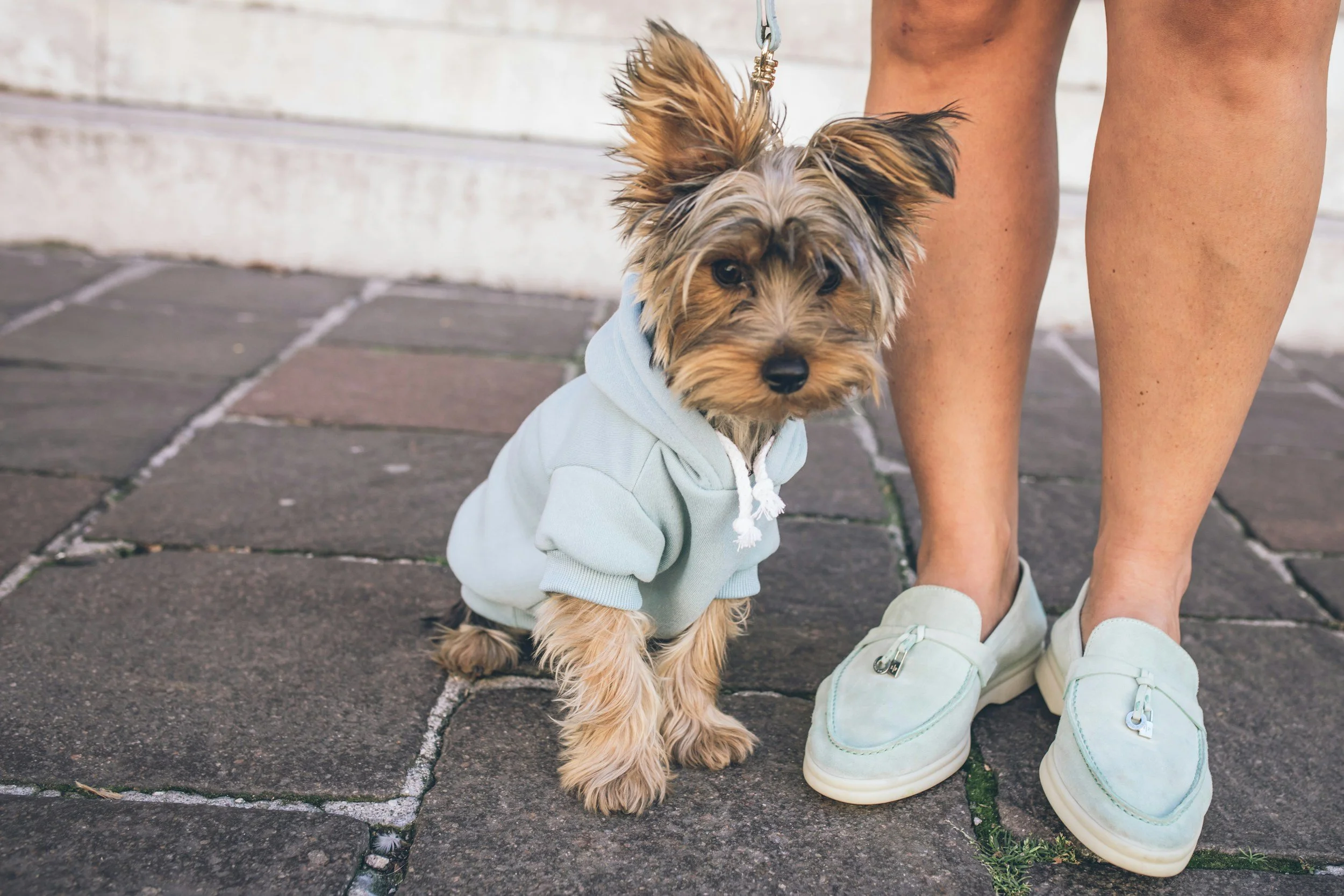 A small dog wearing a light blue hoodie sitting on a brick sidewalk next to a person's legs wearing light blue shoes.