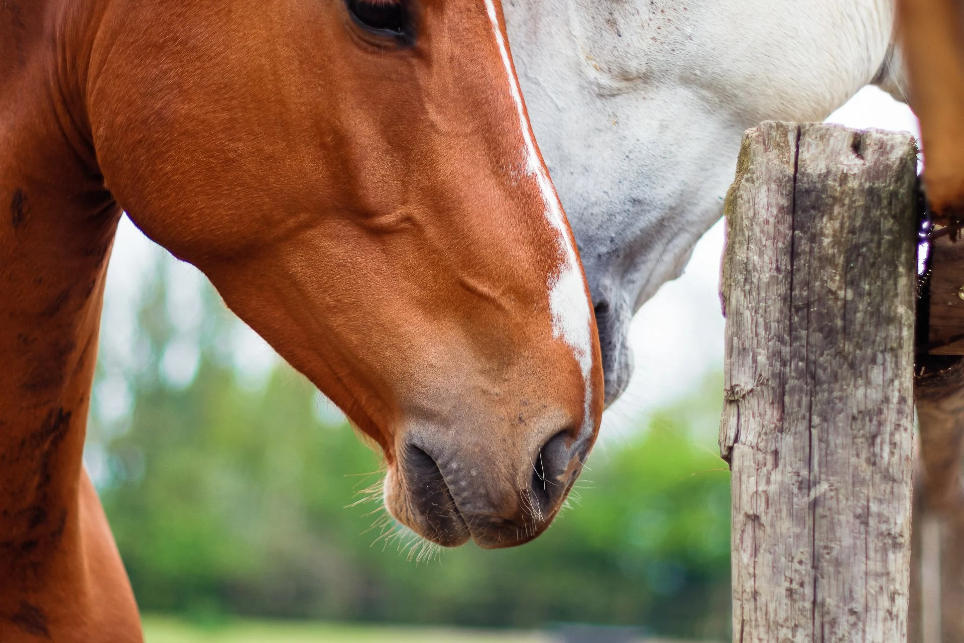 🐎 Animaux & Nature