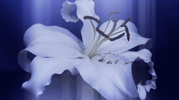 Decay To Bloom