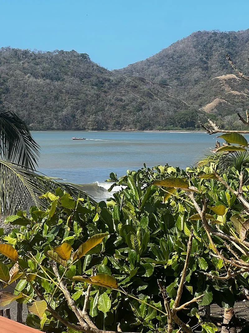 A view of the beach through lush vegetation