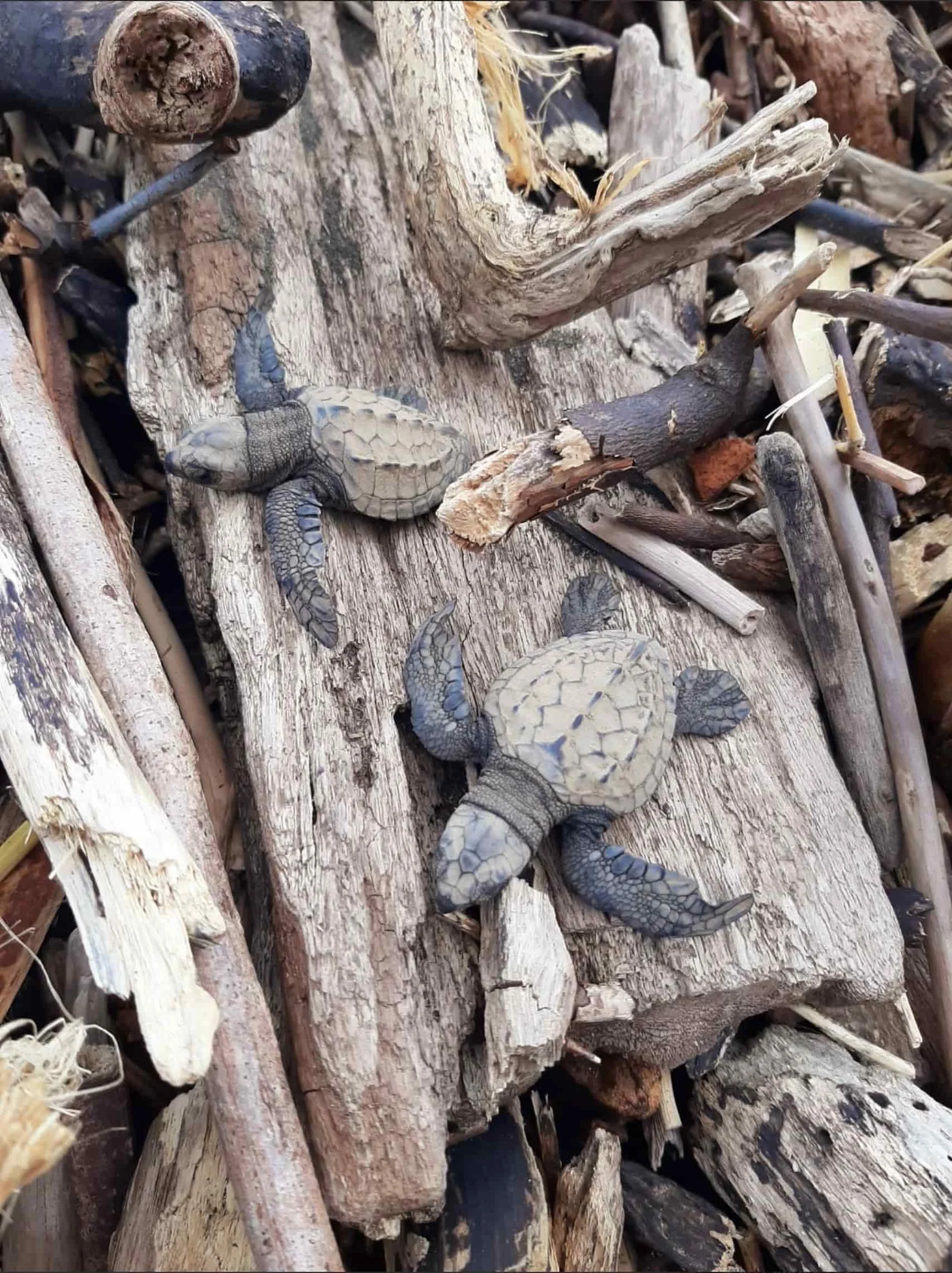 baby sea turtles at Guanico Beach Resort