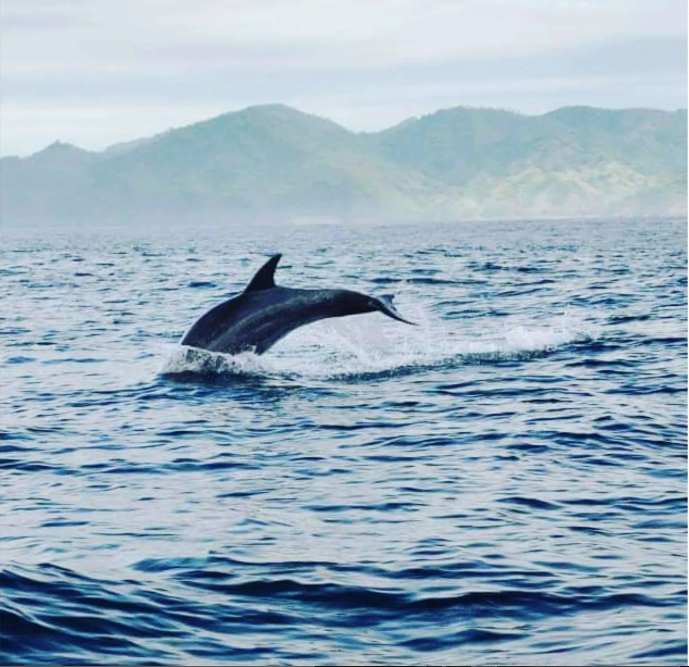 dolphin playing im the surf at Guanico Beach Resort