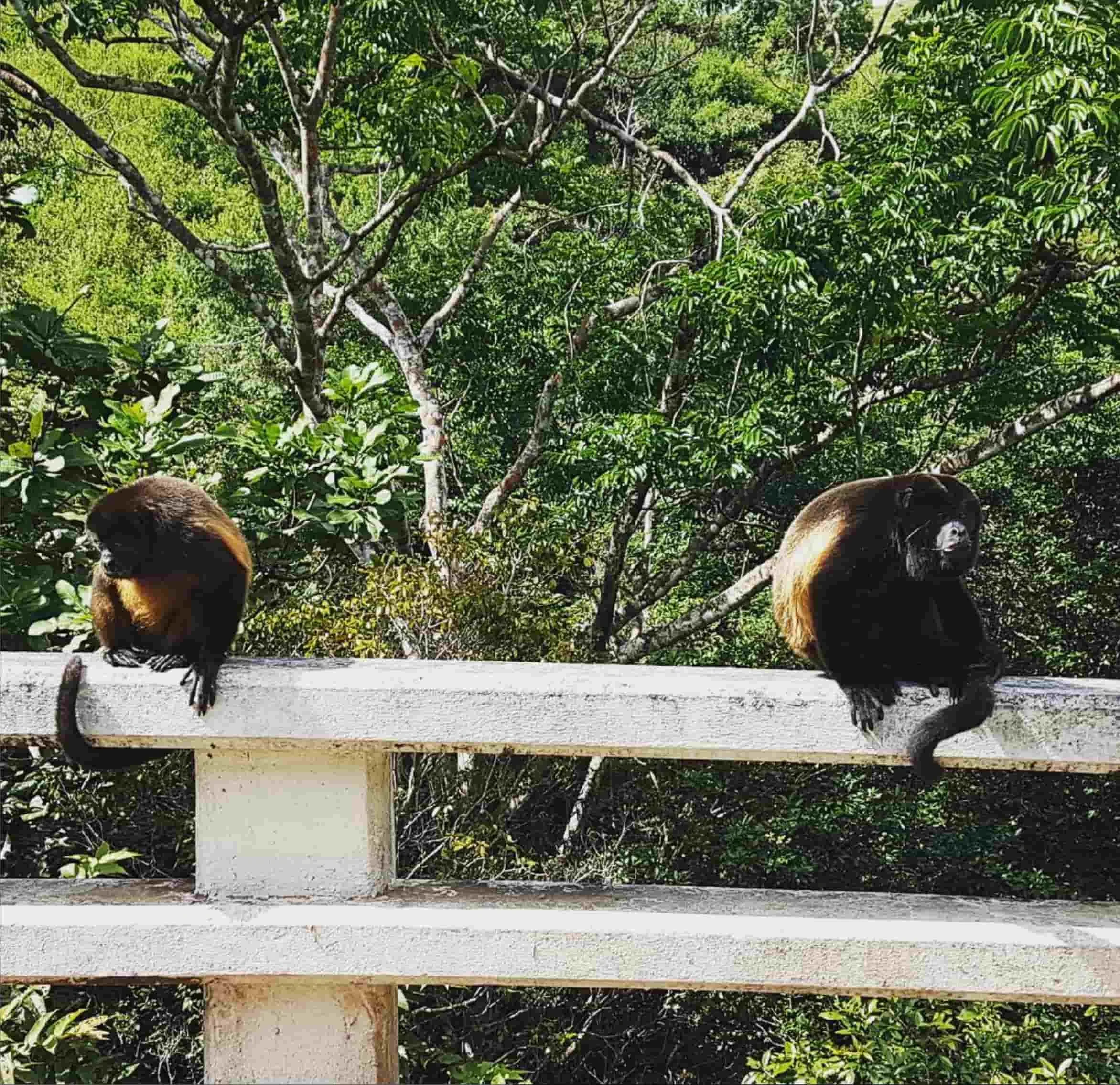monkey sanctuary at Guanico Beach Resort