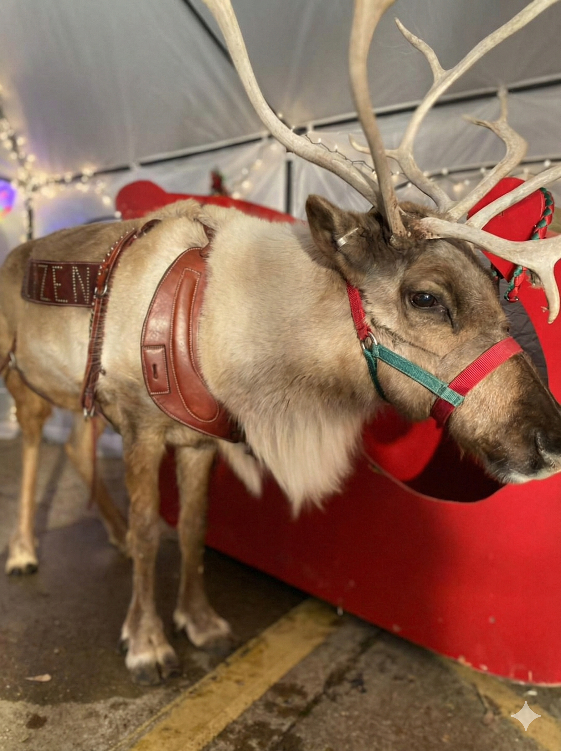 Live Reindeer Night!