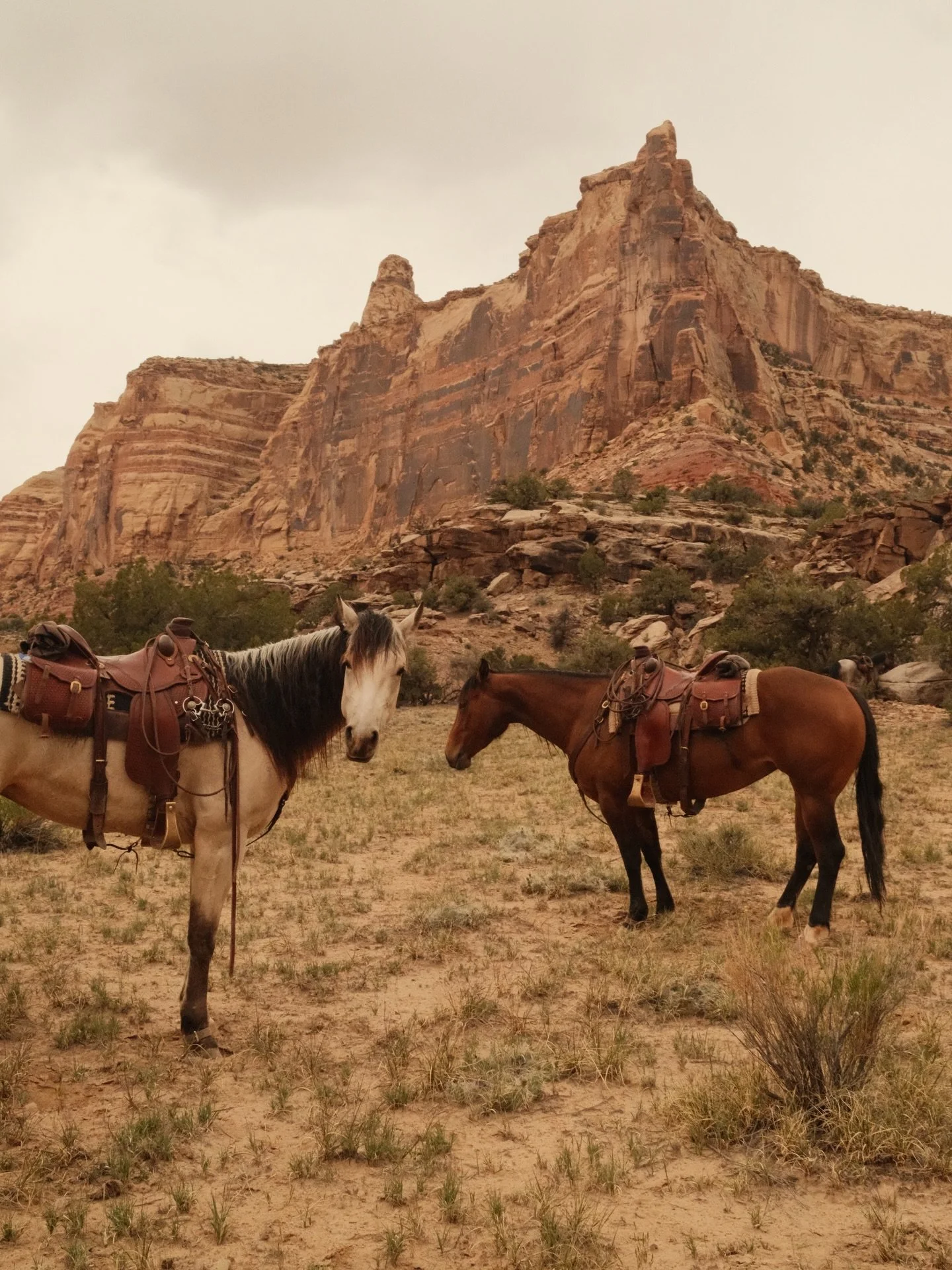 Spent the weekend exploring new country with good friends and good horses!