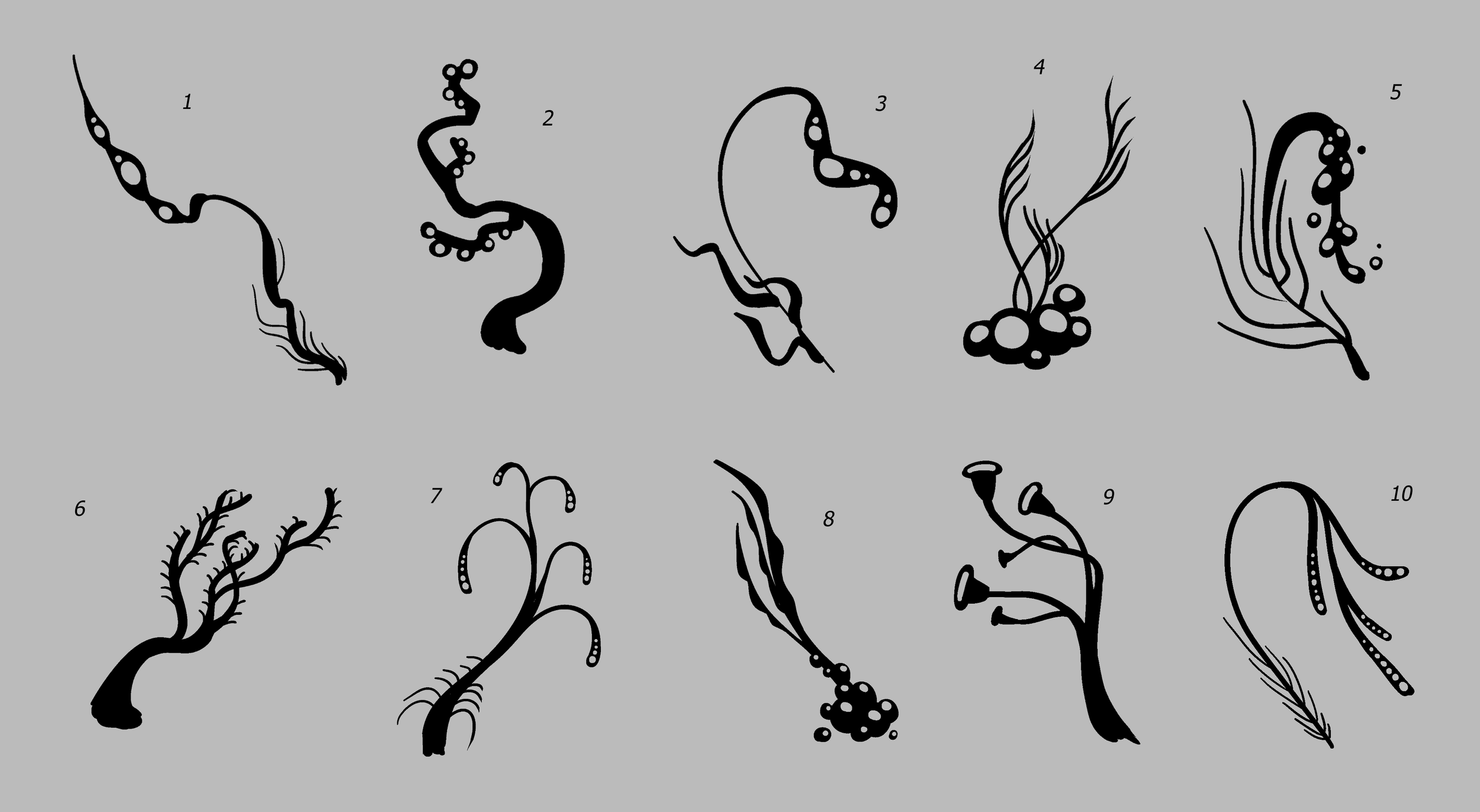 creatures and plants that would live in a primevil aquatic ecosystem, including a bioluminescent algae, a two-headed shrimp, and a hook-nosed shark.
