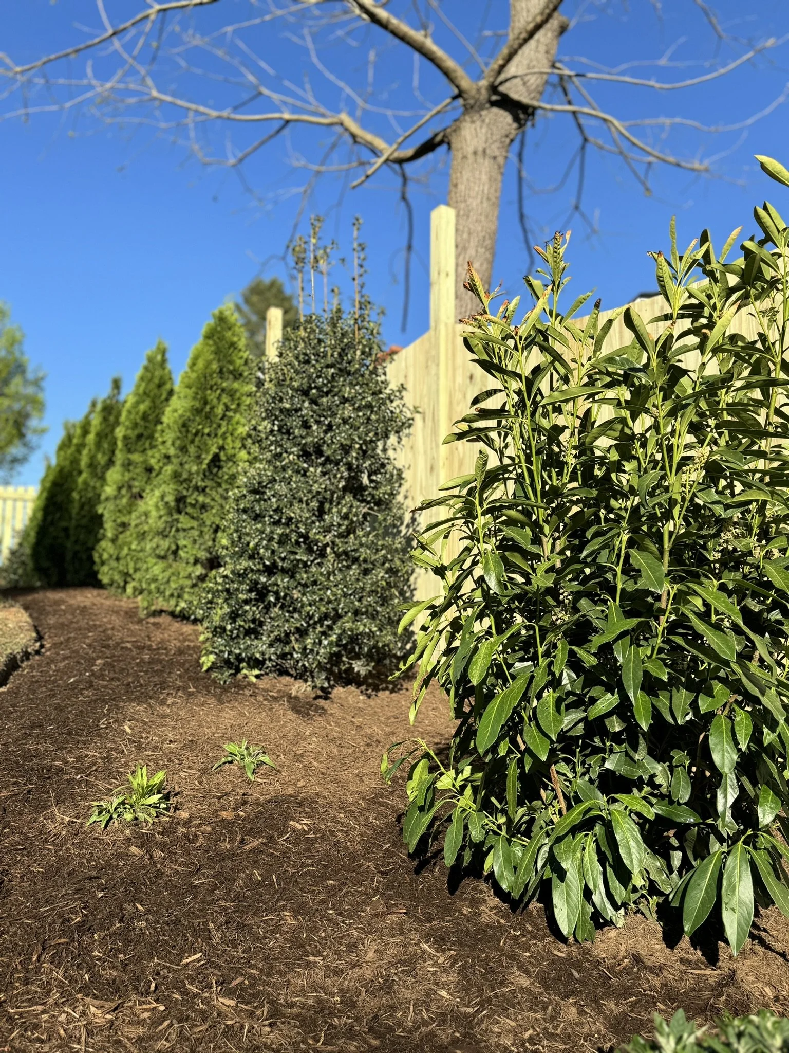 Landscaping, Fence & Pool Deck