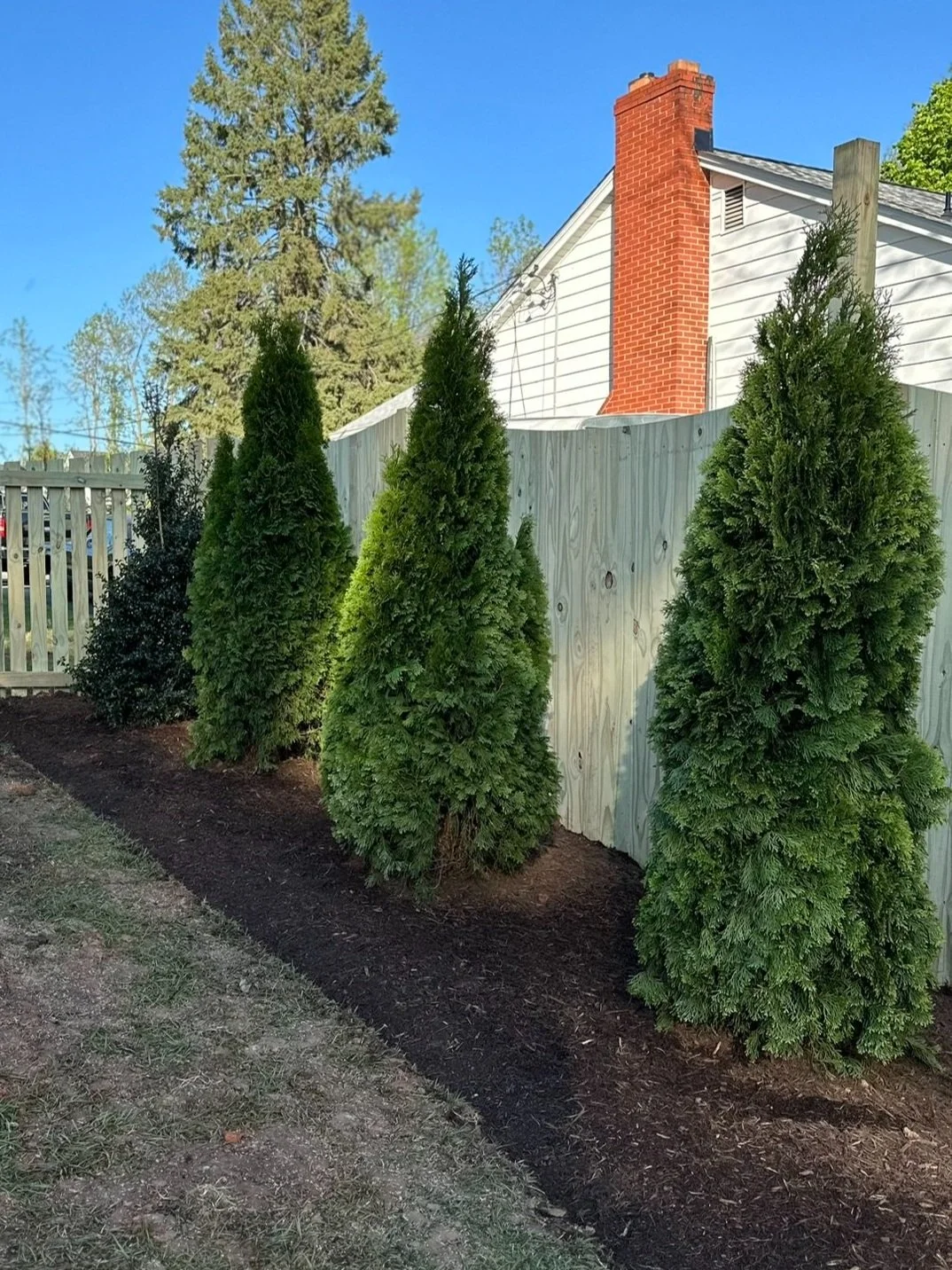 Four tall green coniferous trees planted along a light-colored wooden fence in a yard, with a house and chimney visible in the background and a blue sky overhead.