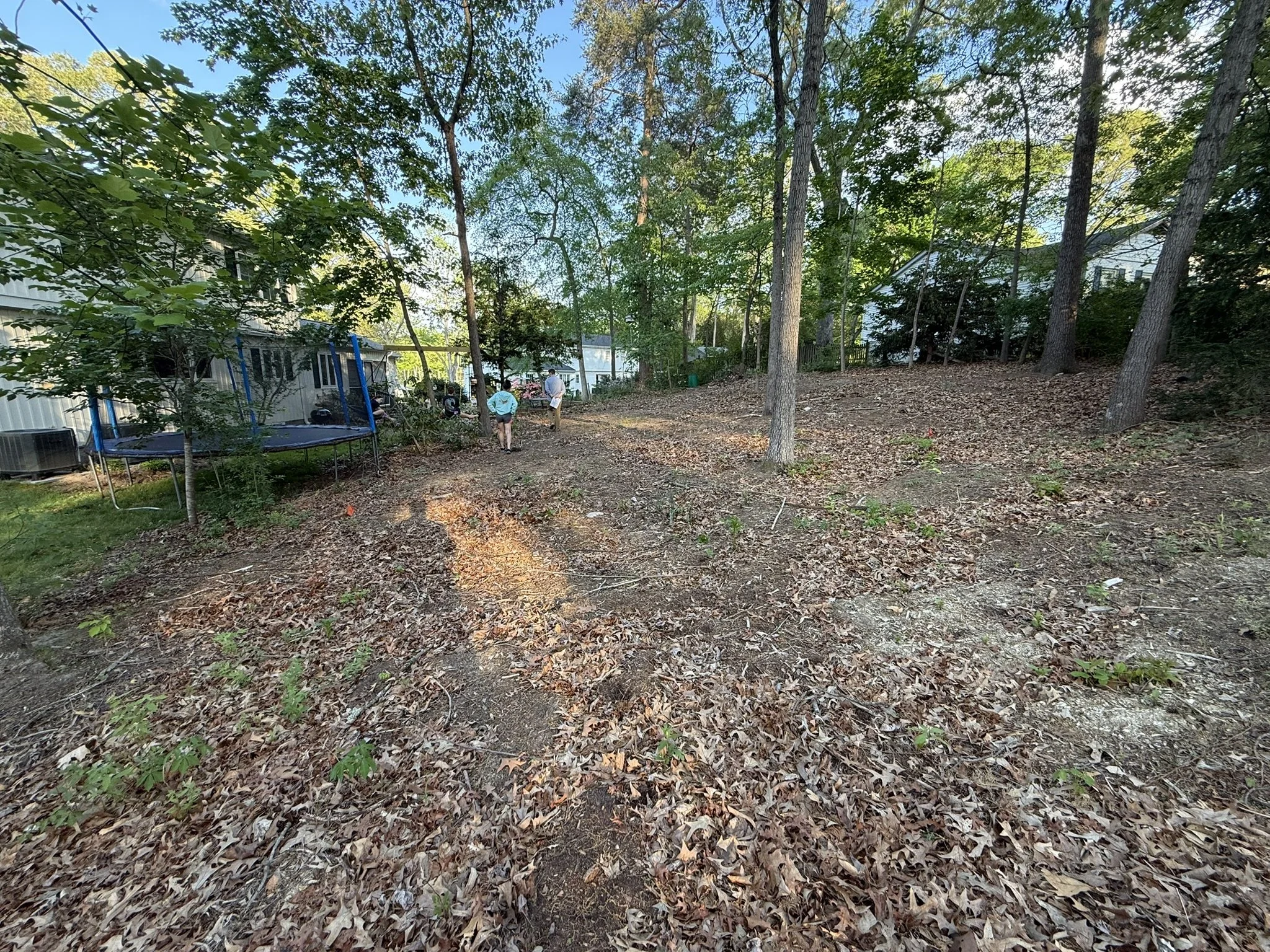 Before - Tree & Brush Removal