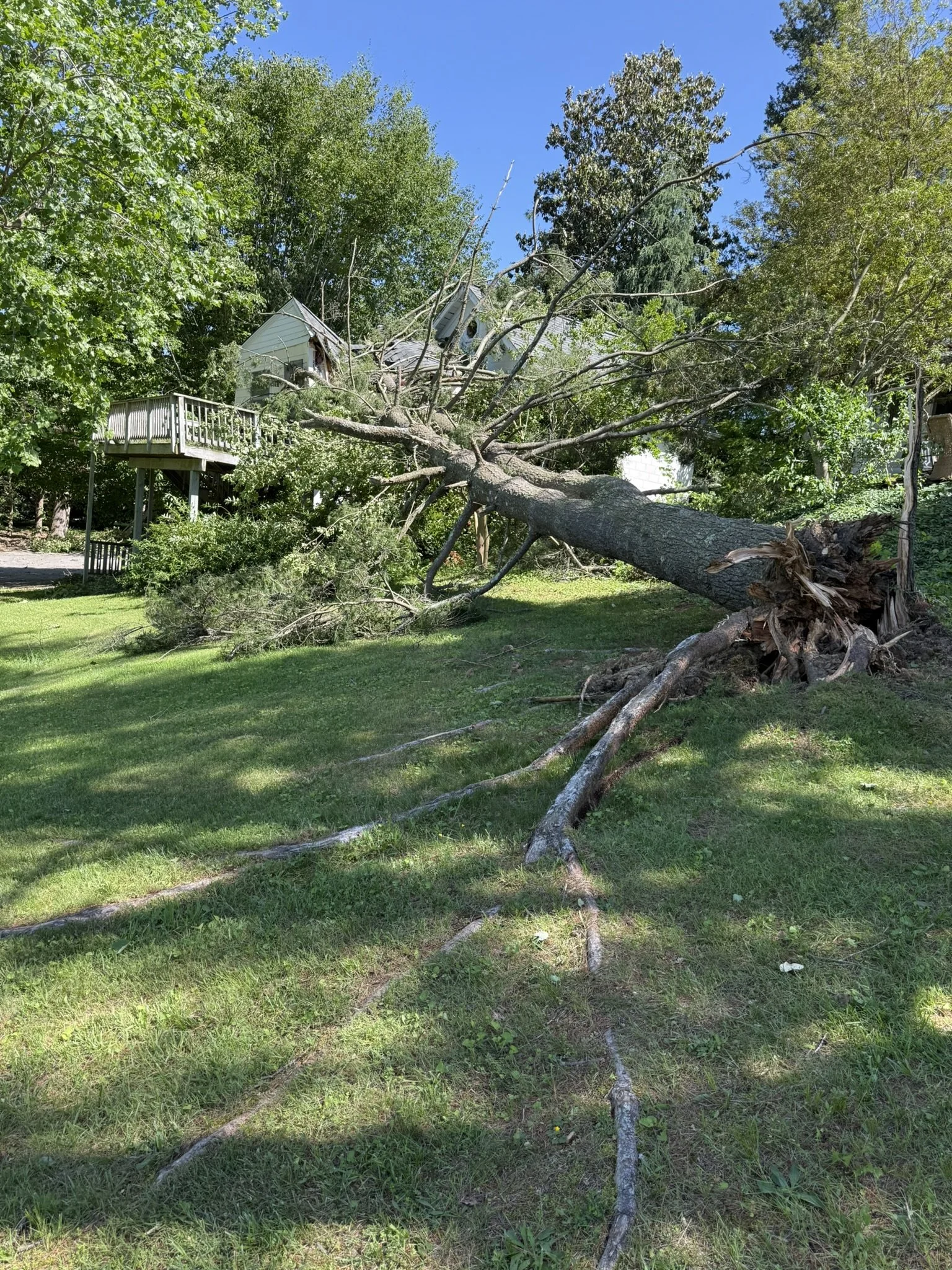 A large tree has fallen over in a yard, with its roots exposed and parts of the tree laying on the grass. A house with a deck is in the background, surrounded by other trees and green foliage.