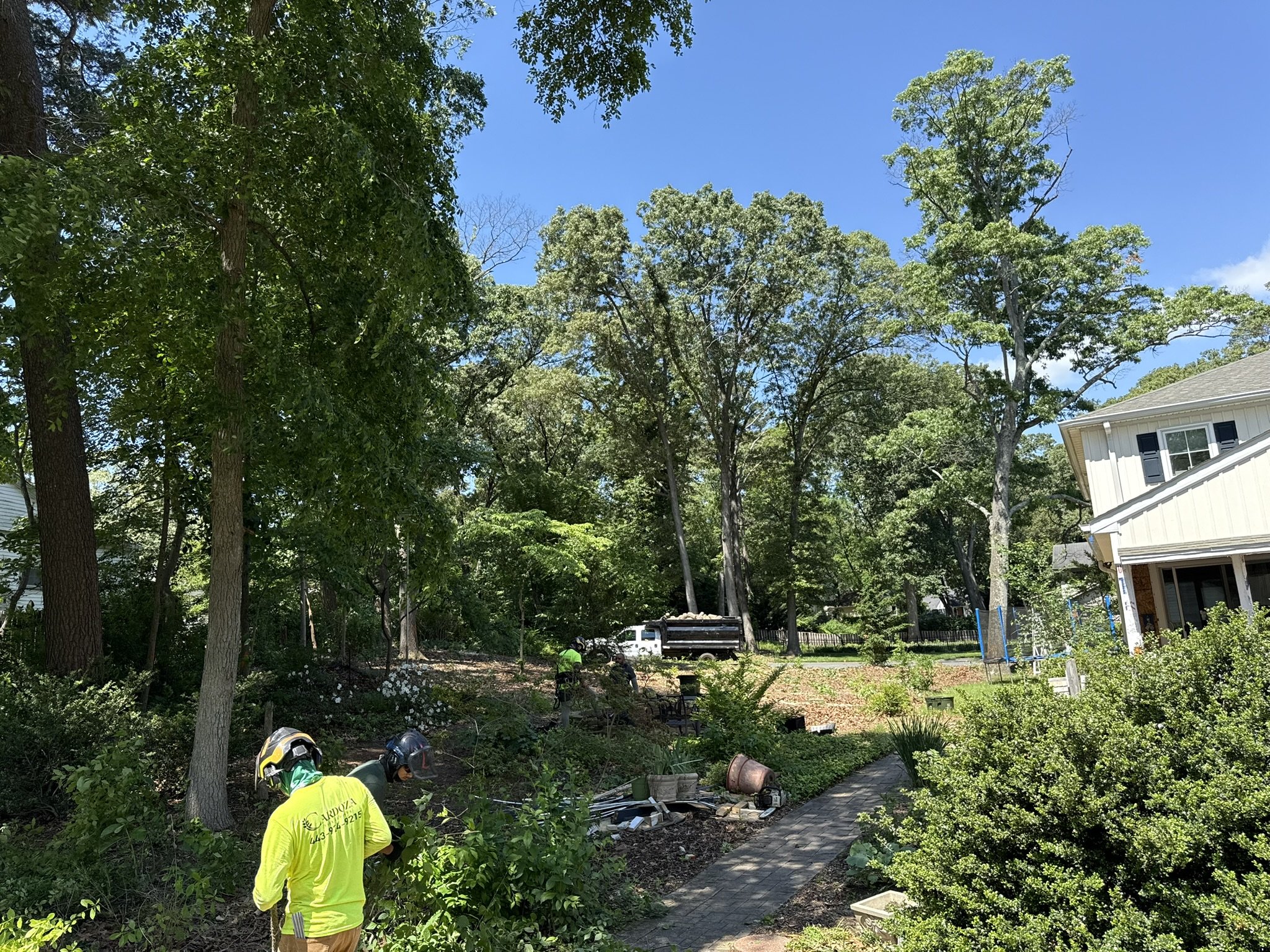 Before Clearing and Sod Placement