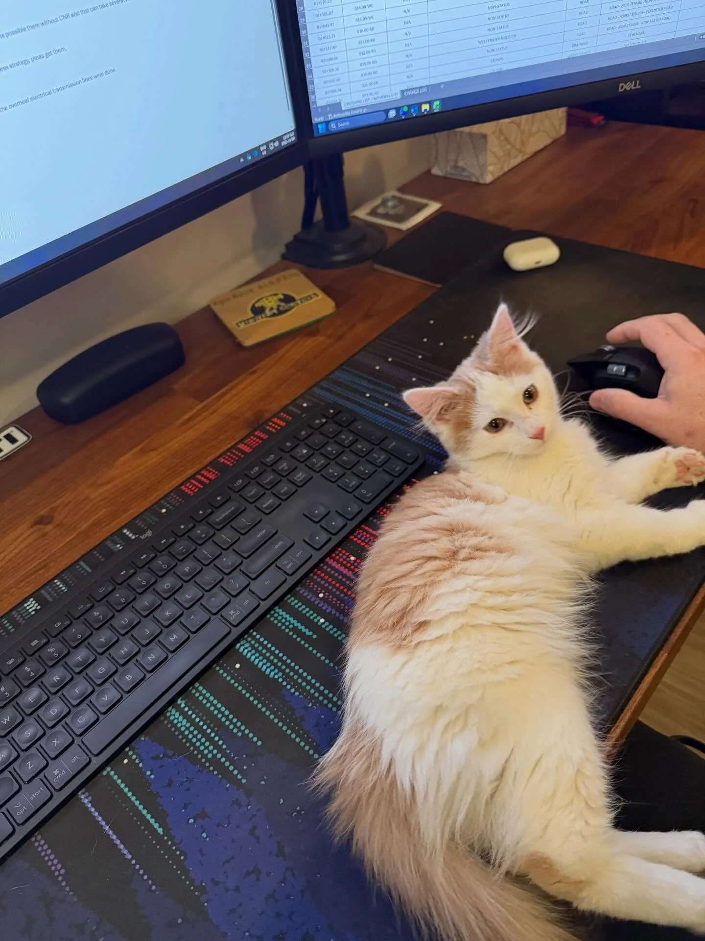 We have a foster win to report ☺️ Welcome to the family Penelope Ginger. 😻😻Thanks to everybody at @pawsitivematchrescue for your help and the work you do along the way. #rescuecatsofinstagram