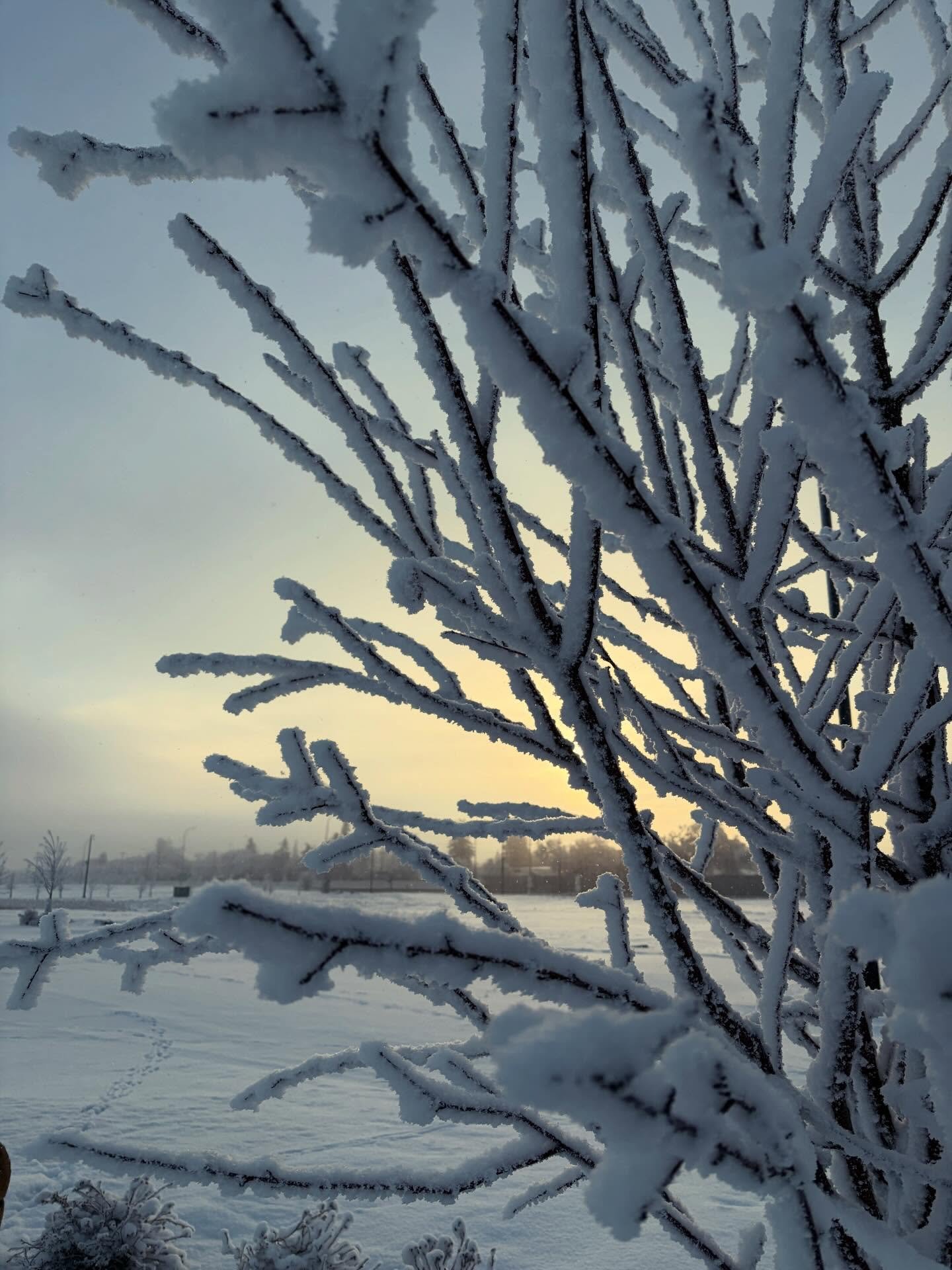 Stunning winter effects on the #dogwalk today ❄️☀️❄️☀️