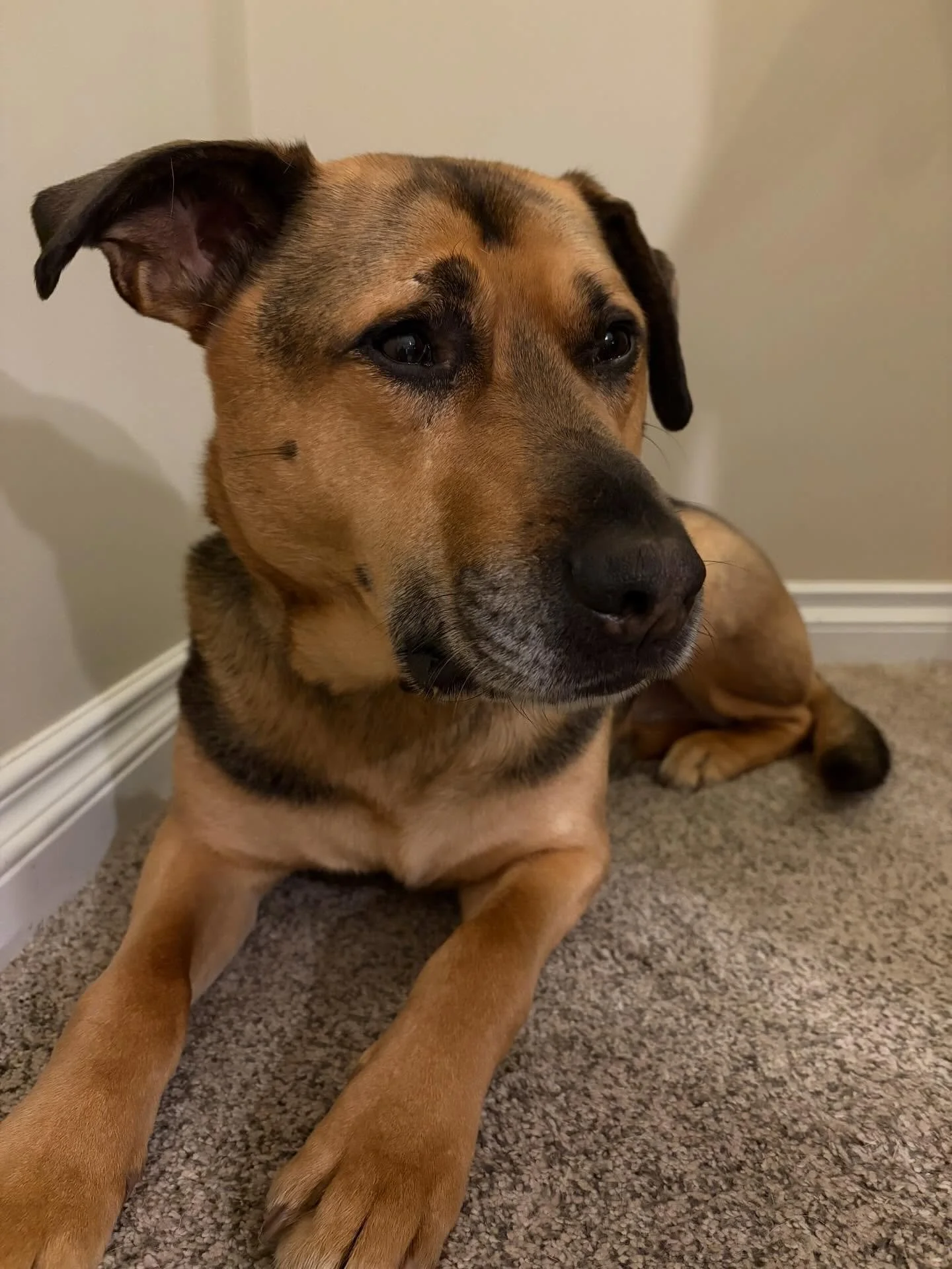 Tough day for our dude today. Went in to have his #teefs cleaned, and had 6 teeth extracted (and bonus cyst removal) as well. I wish they could tell us things hurt &hellip; ❤️❤️ All the (soft) treats for this boy as he heals. Thanks to @bridgelandvet