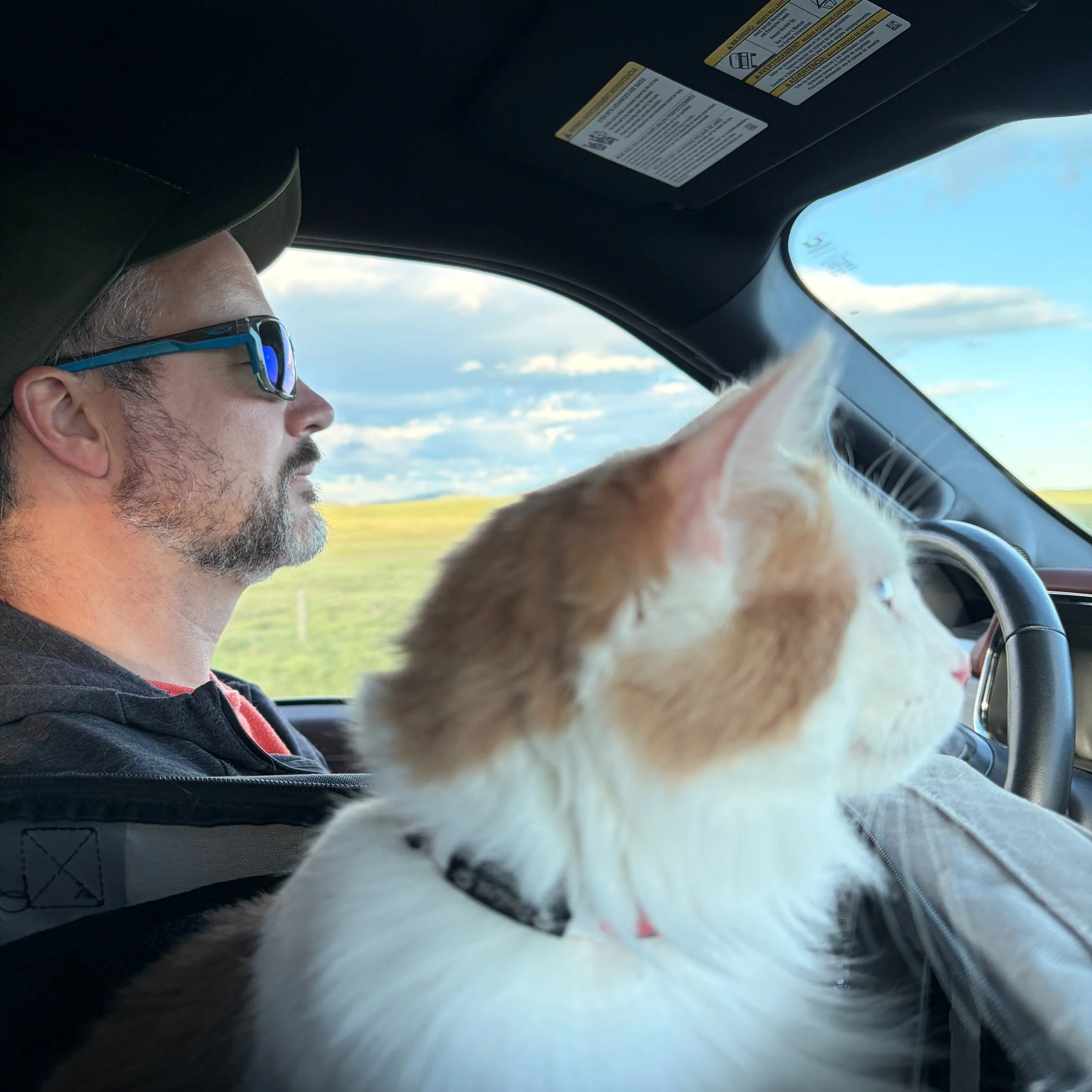 Some of you have asked what it's like to travel with a cat when we go to Blairmore. Well - sometimes it's like photo 1. She's cute - and obviously helping the driver. 

Sometimes it's like photo 2. ... sigh. 

#catlife