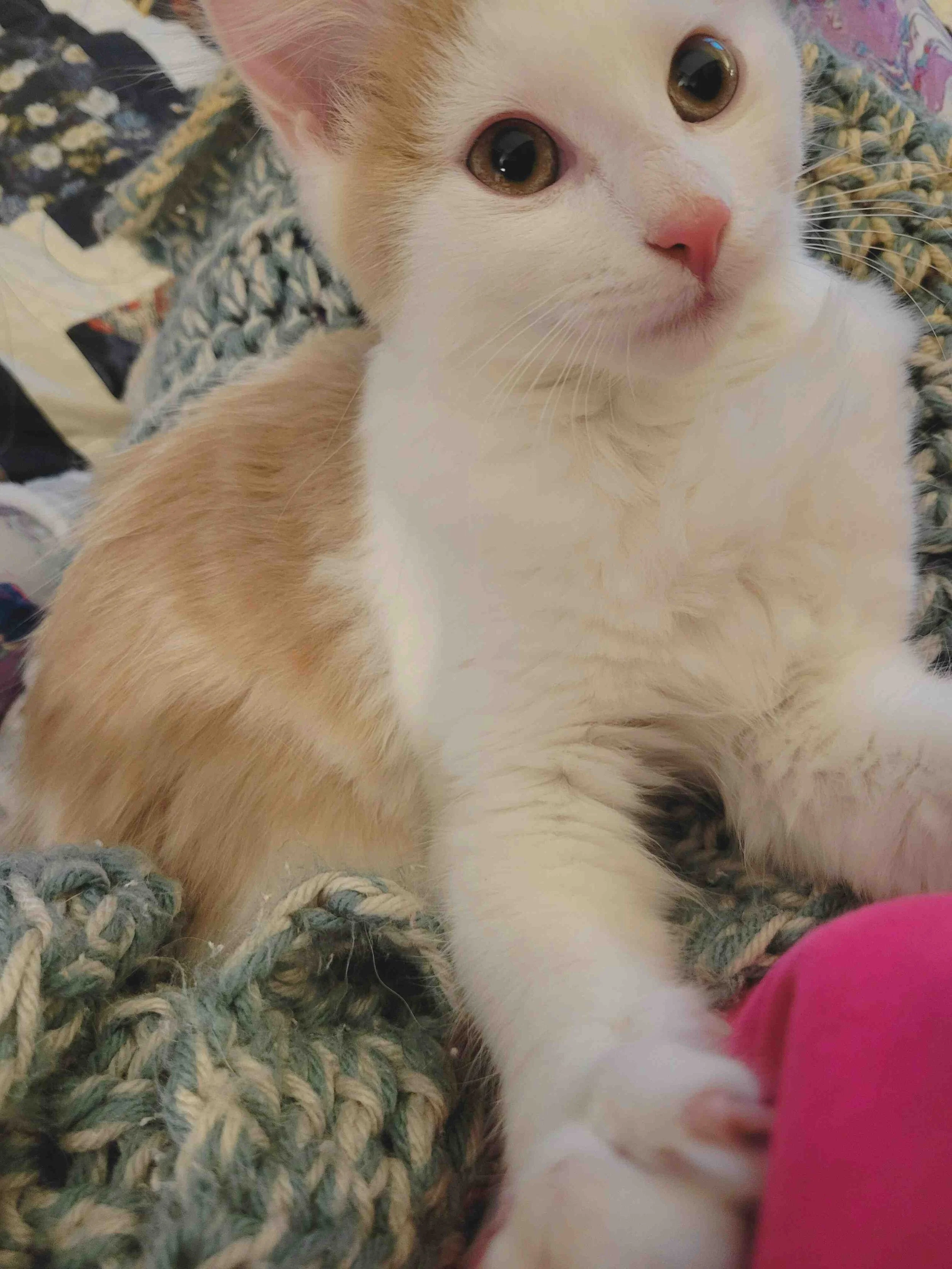 kitten on a green blanket