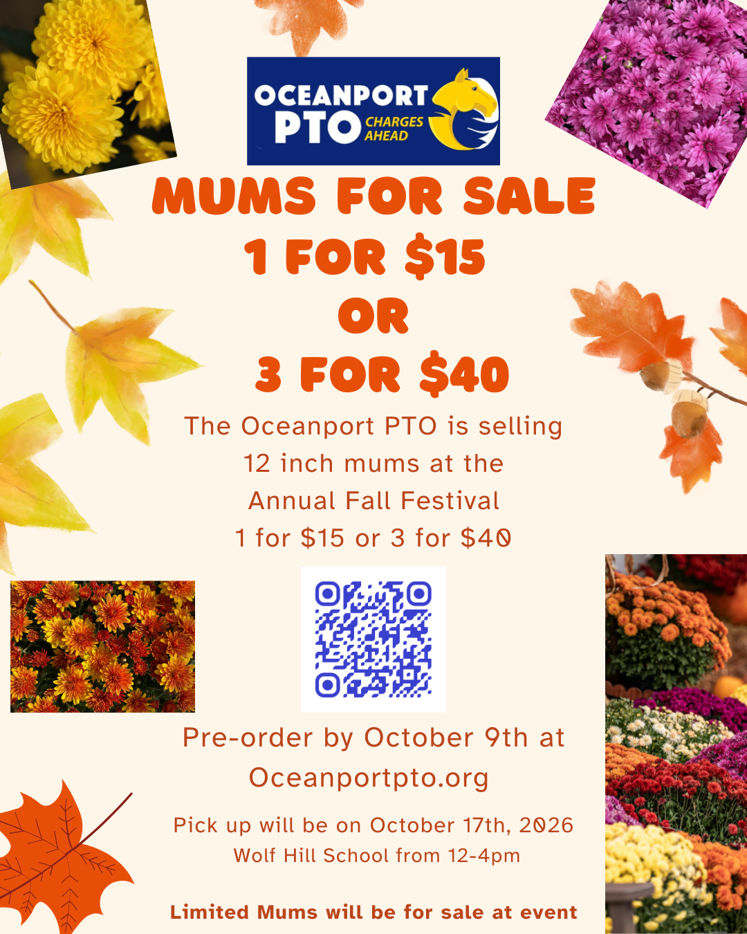 12" Mums (Assorted Colors)