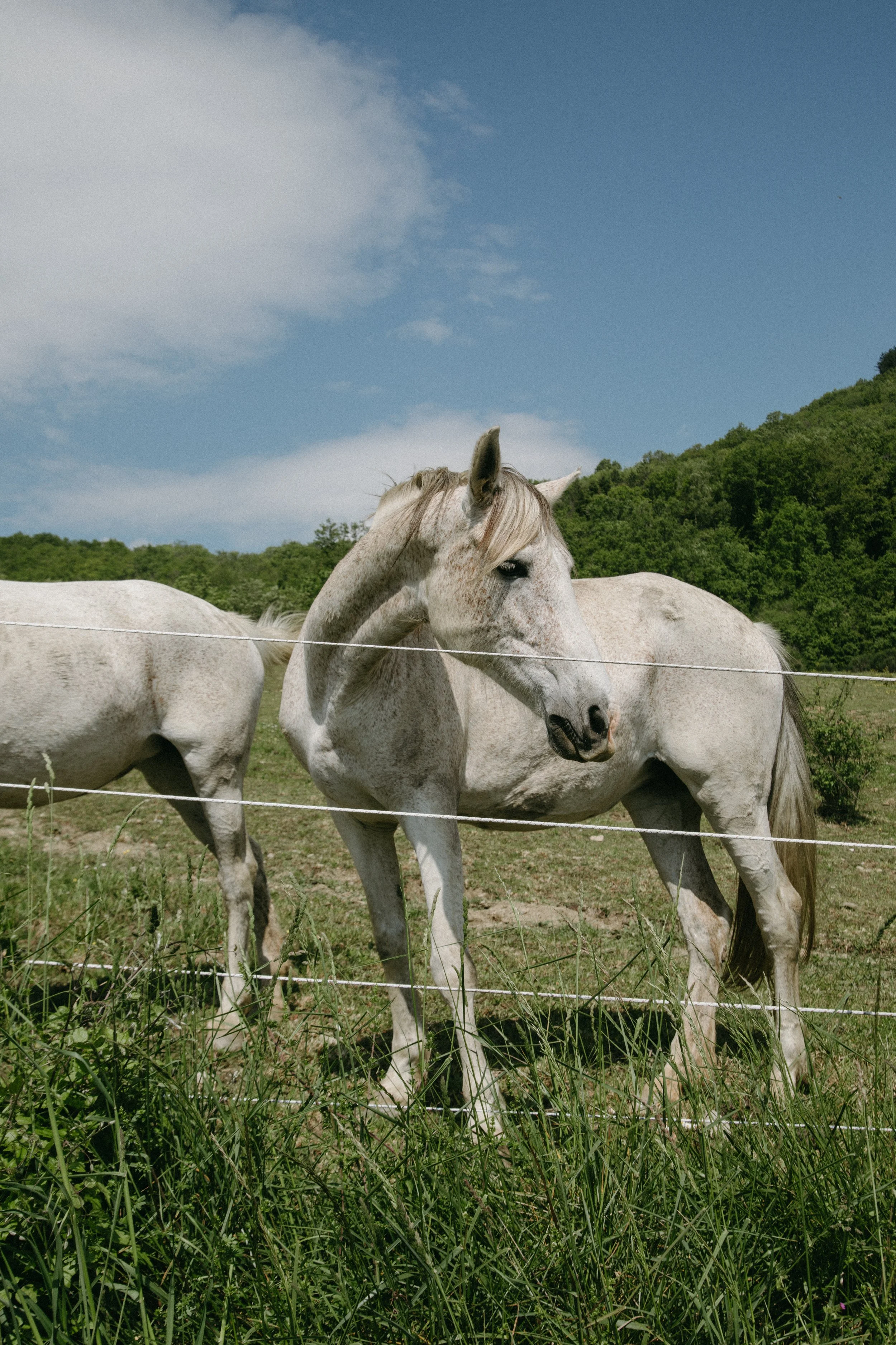 White horse standing behind a fence in a grassy field with green hills and a partly cloudy blue sky.