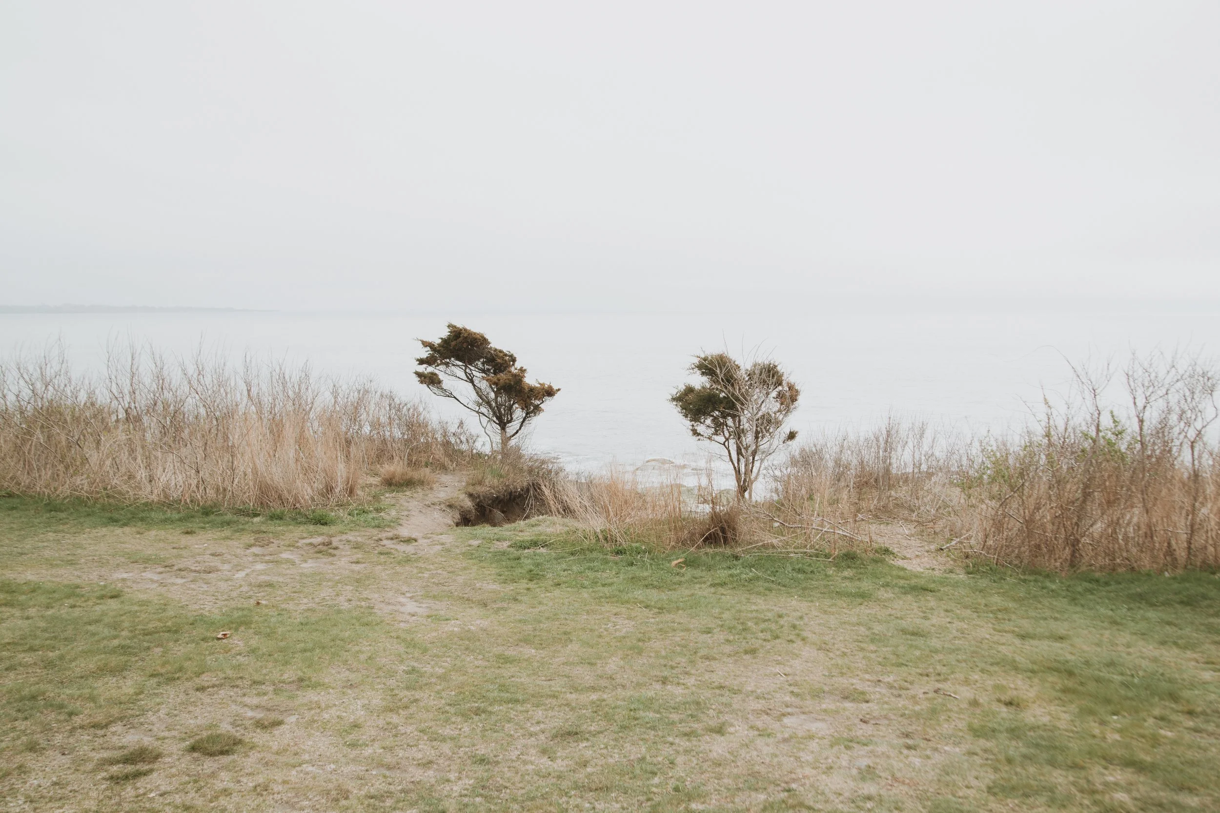 Overcast scene of a grassy shore with two small trees and dry bushes, with a calm body of water in the background under a gray sky.