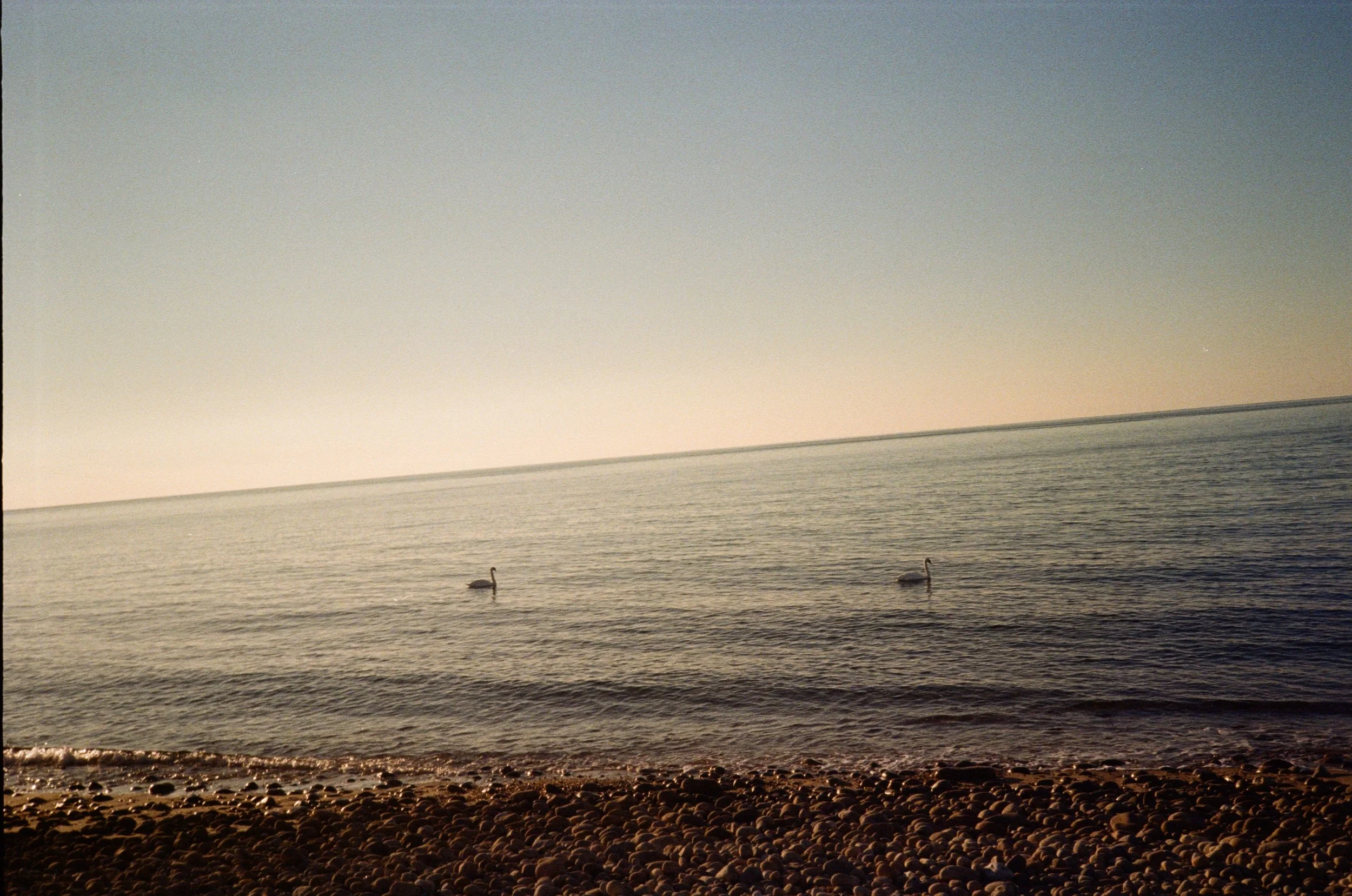 A peaceful scene at a pebble beach with two swans swimming in calm water near sunset.