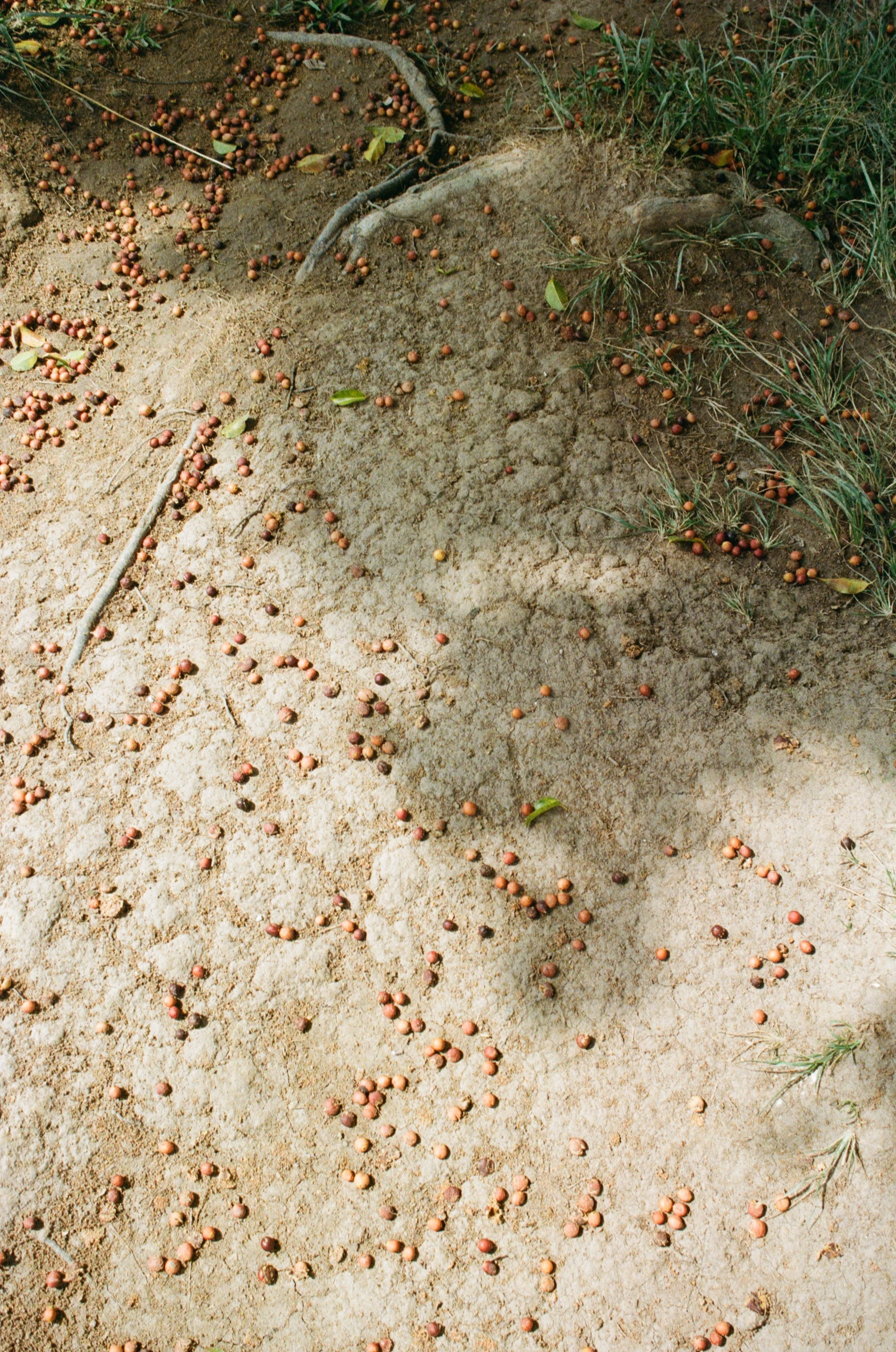 Dry, cracked ground with small, reddish-brown round fruits or nuts scattered across the surface, with some green leaves and grass nearby.